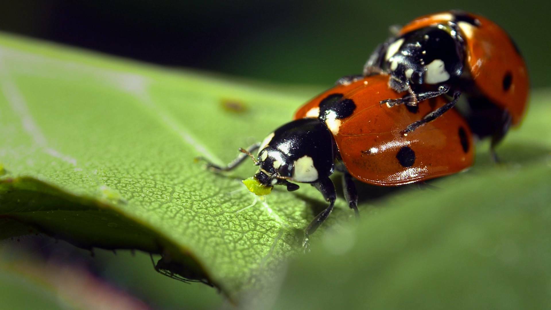 Padres en la naturaleza