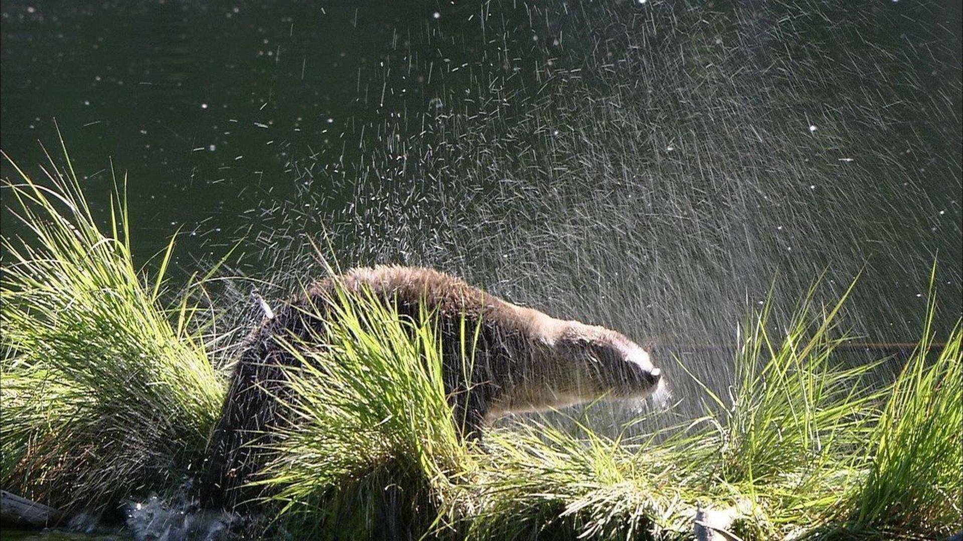 Un año en la vida de una nutria
