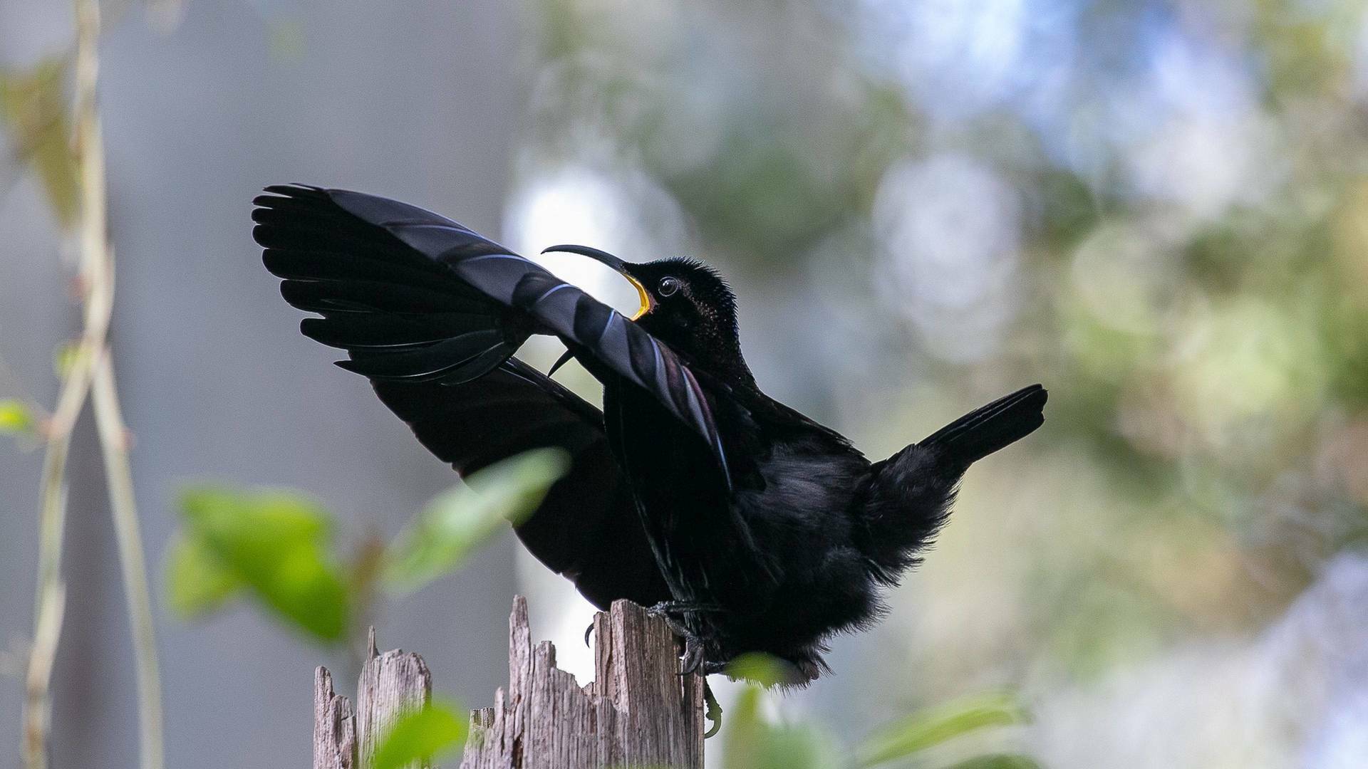 Los orígenes de la Australia tropical