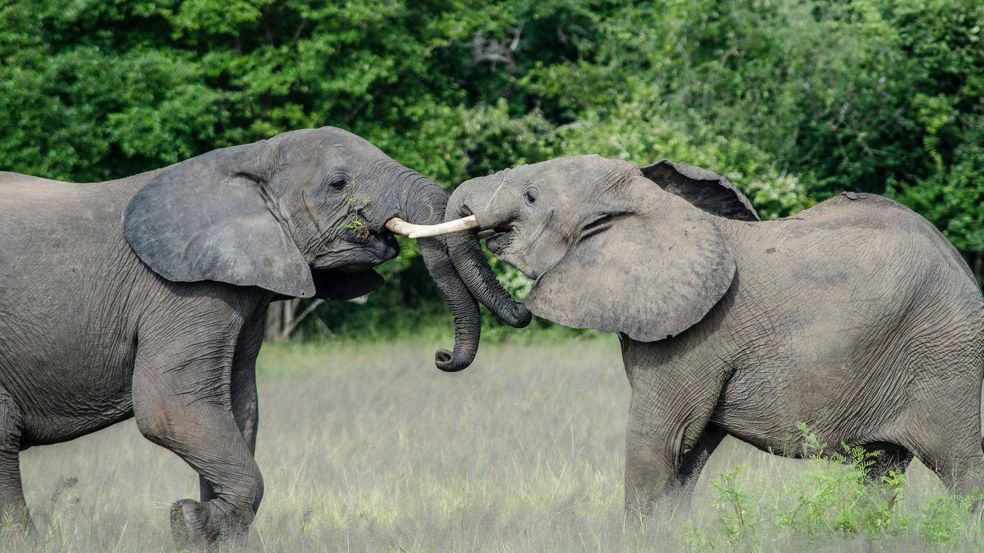 Gigantes de los ríos de África