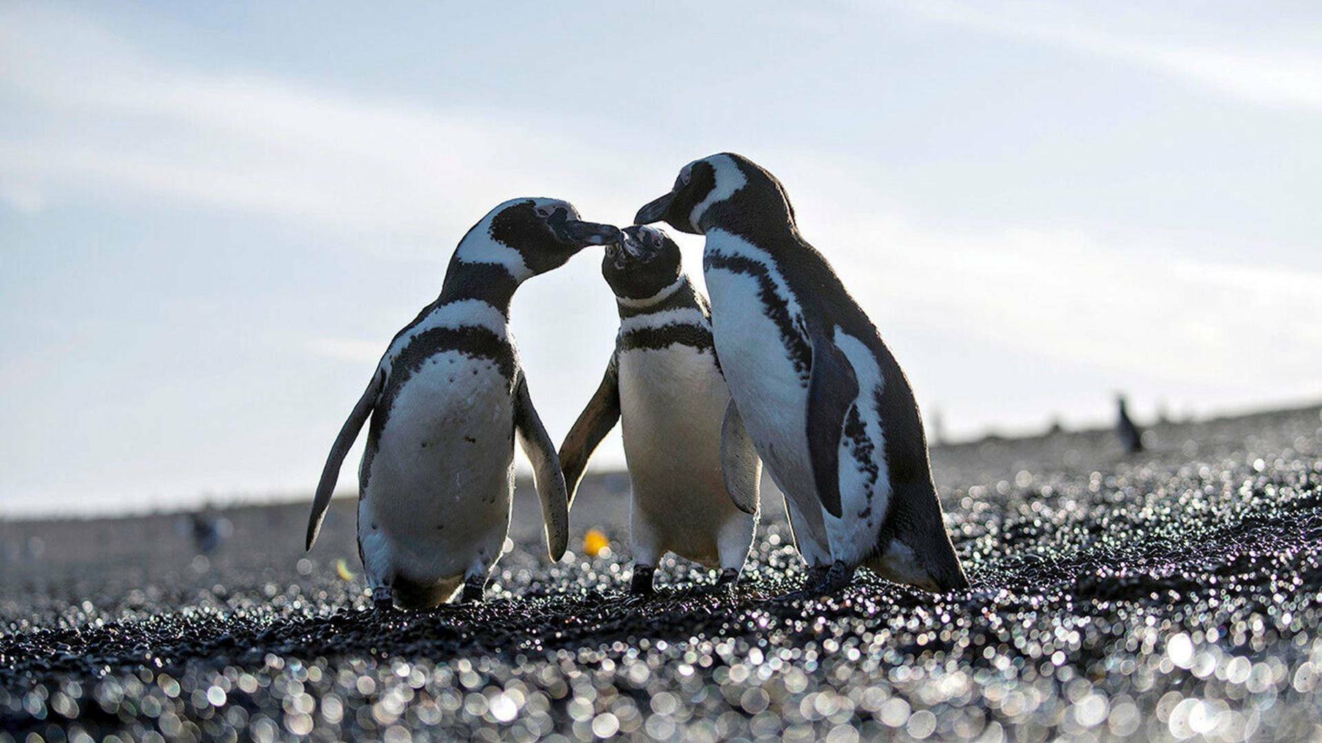 Migraciones animales épicas: La Patagonia