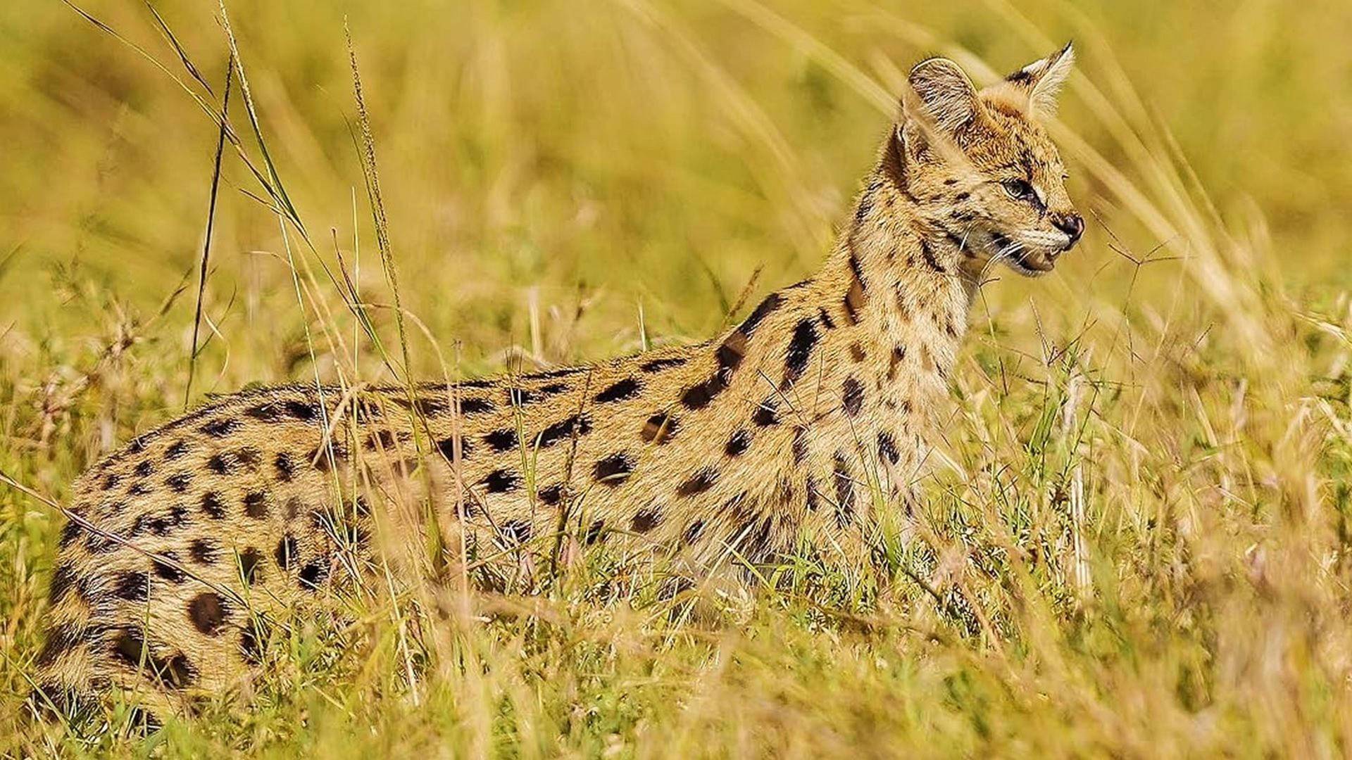 Las criaturas secretas de África