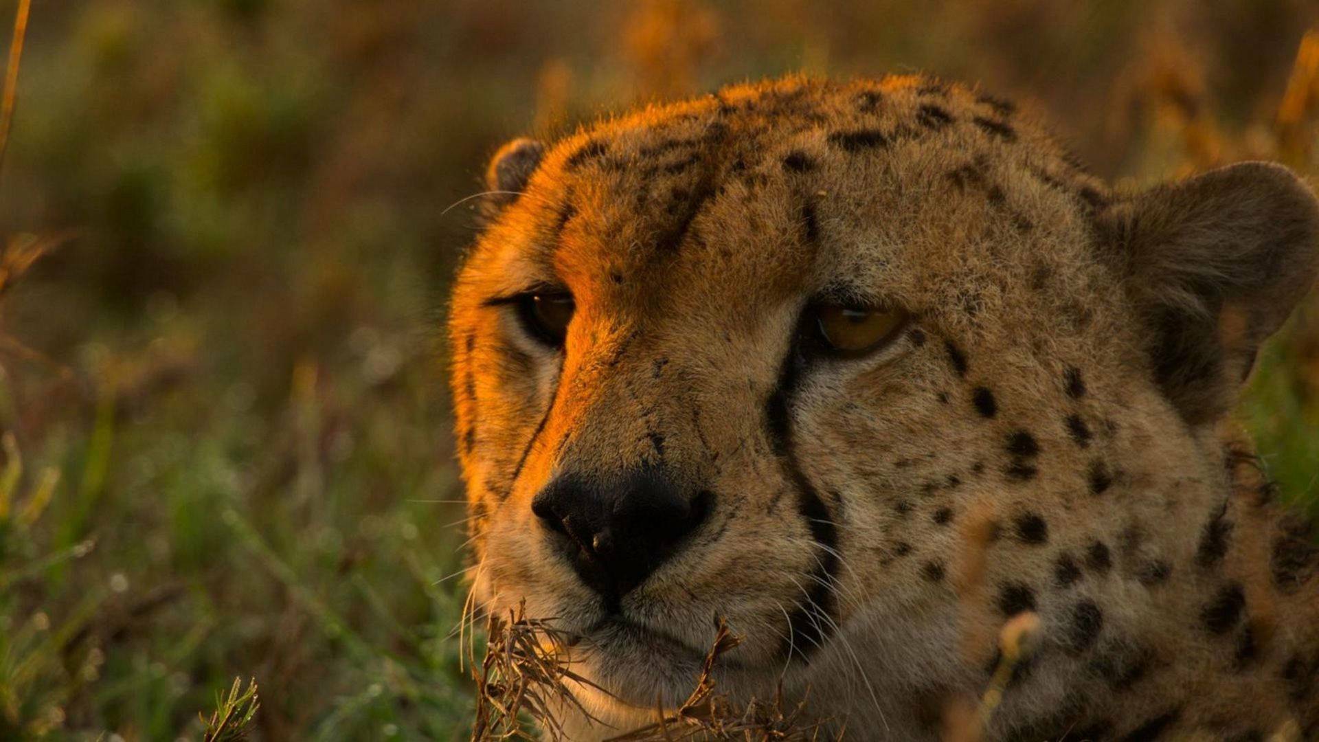 Grandes especies de...: Grandes felinos