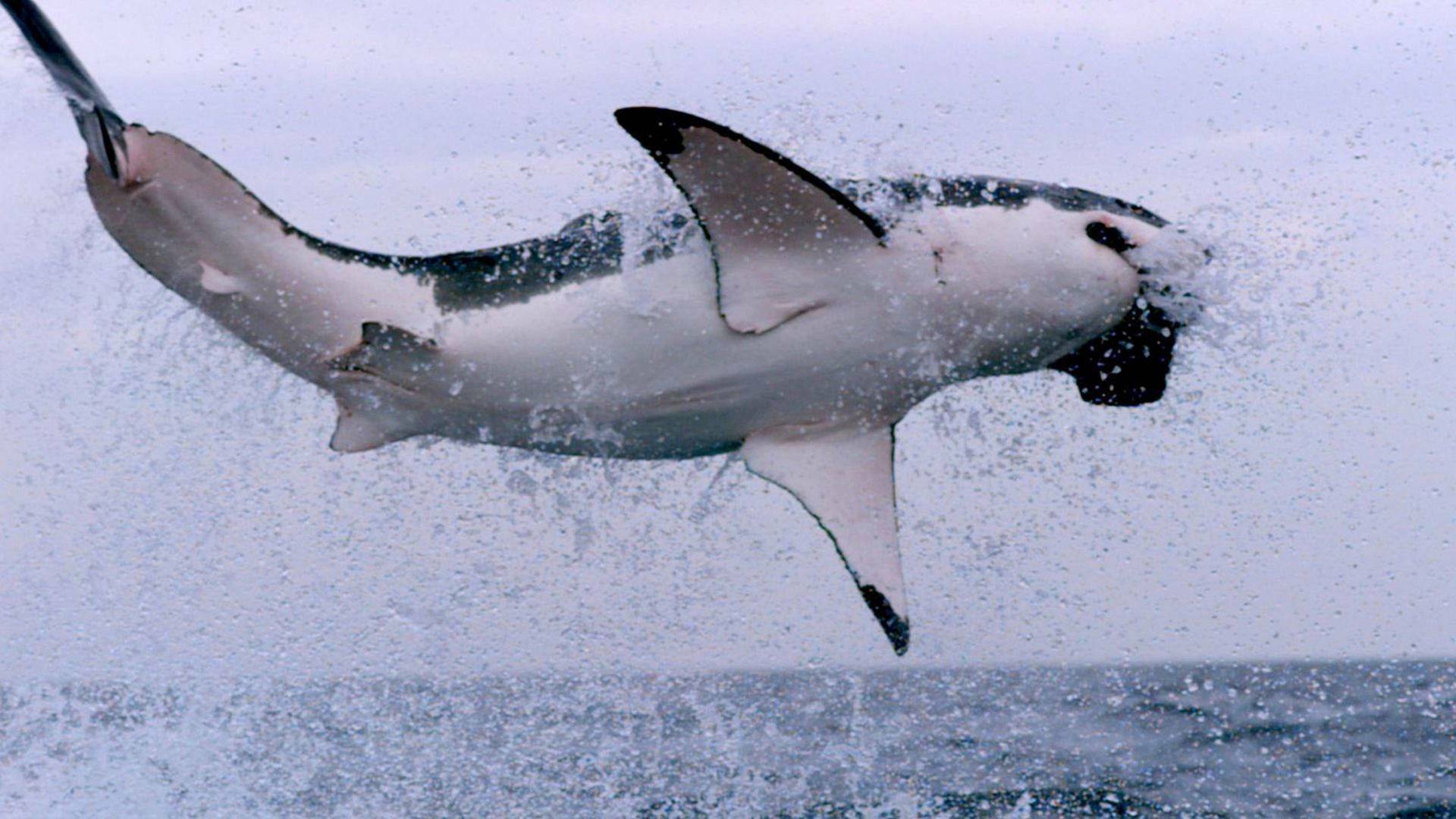 Los supervivientes...: Los 20 mejores cazadores