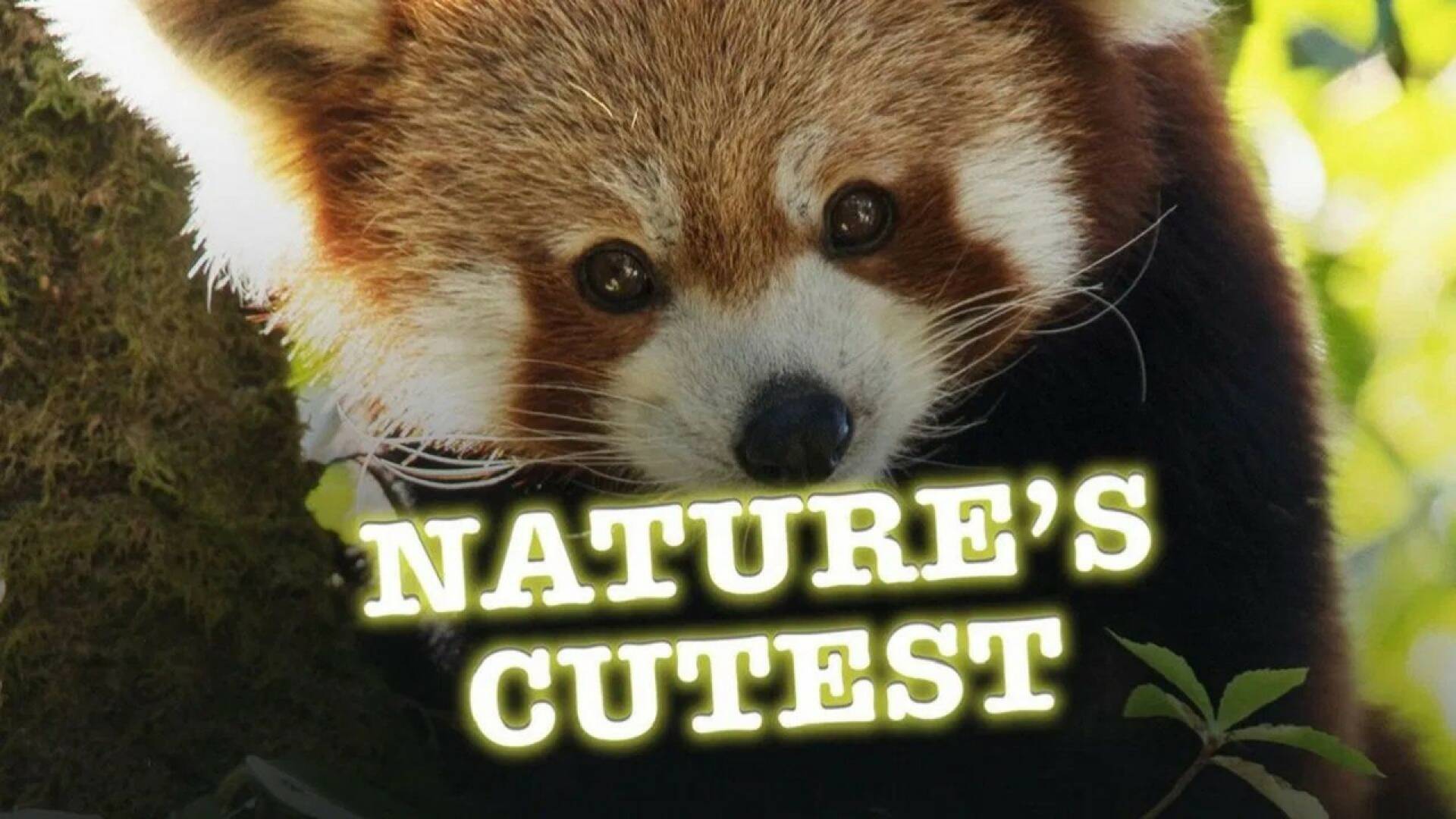 Animales adorables