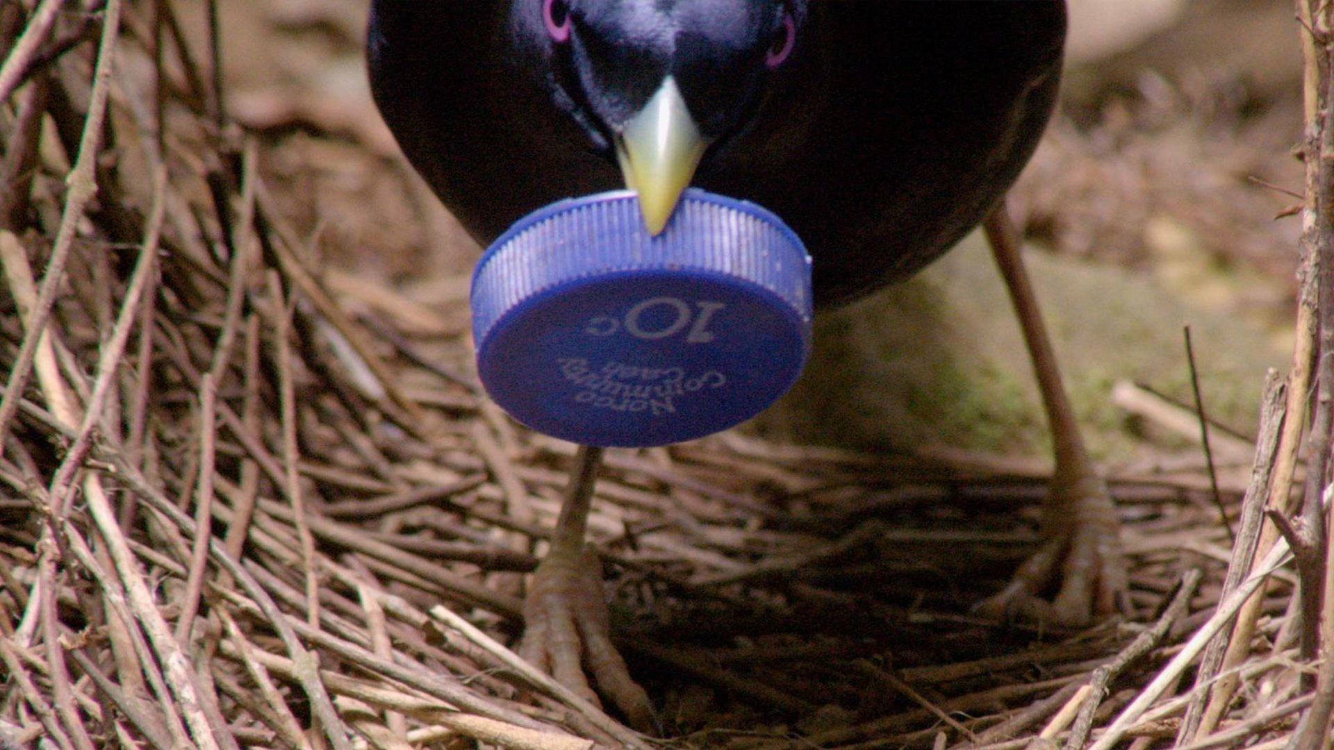 Profesiones salvajes: Músicos