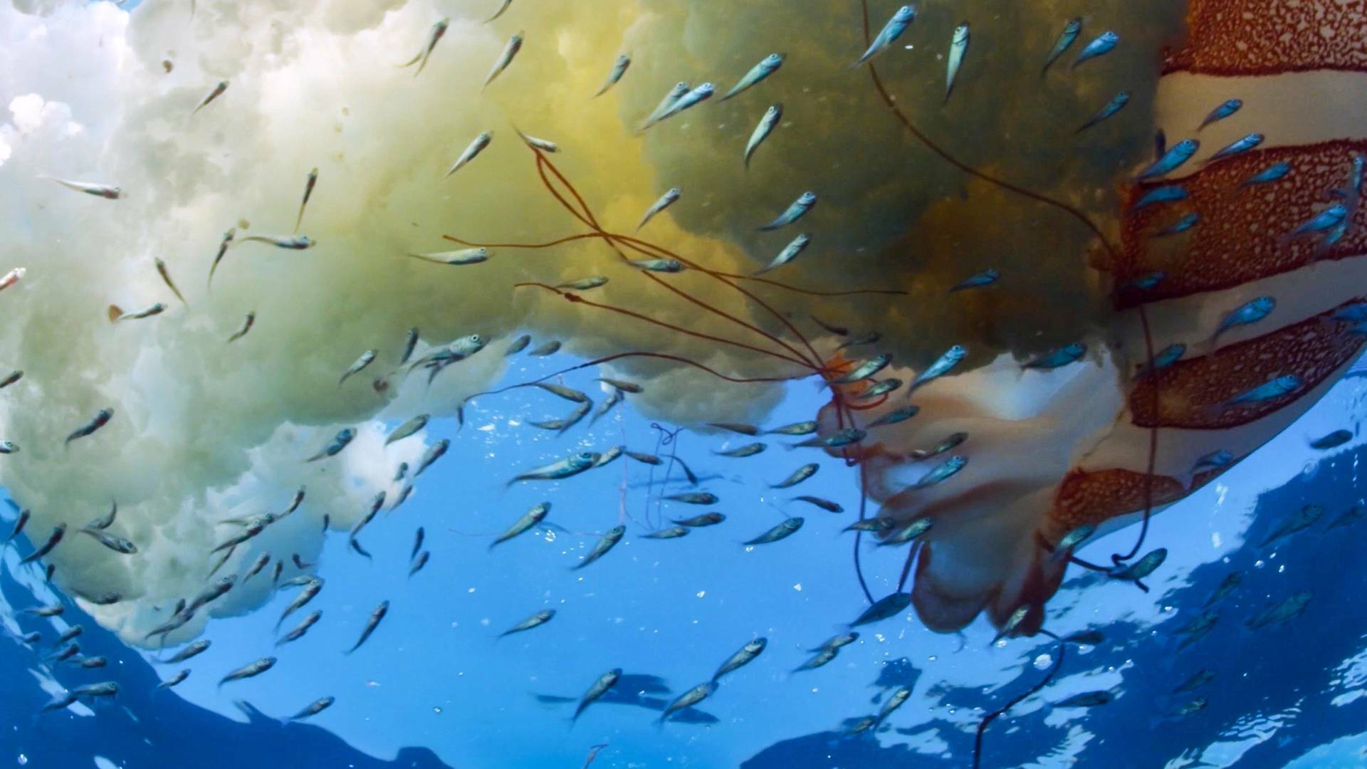 El mundo de los oceanos: Tiburones