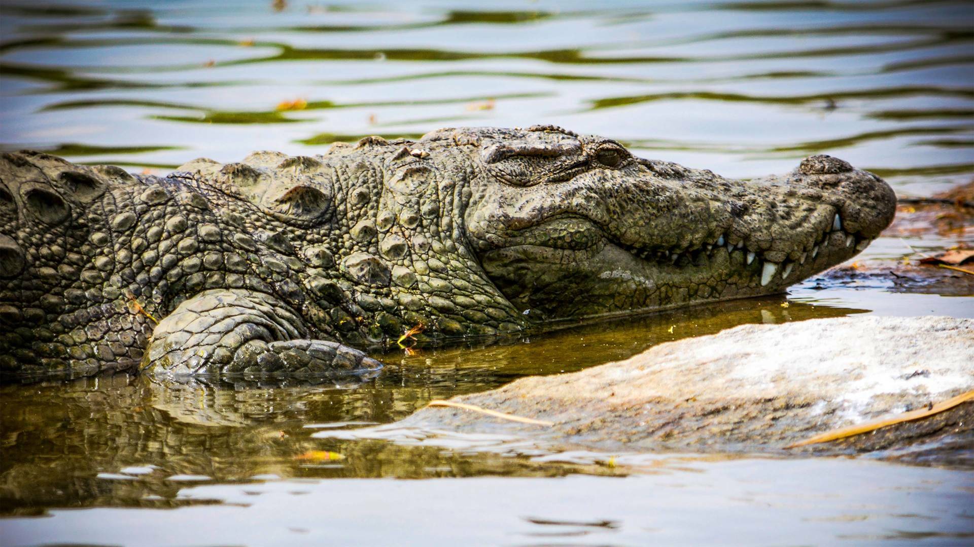 Del amanecer al crepúsculo: Ep.1