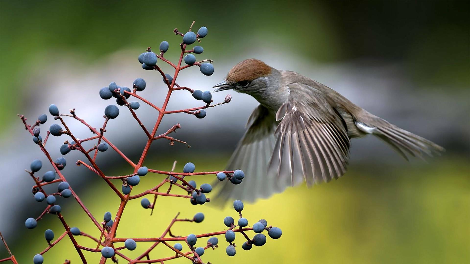 Belleza y seducción...: El poder de la atracción