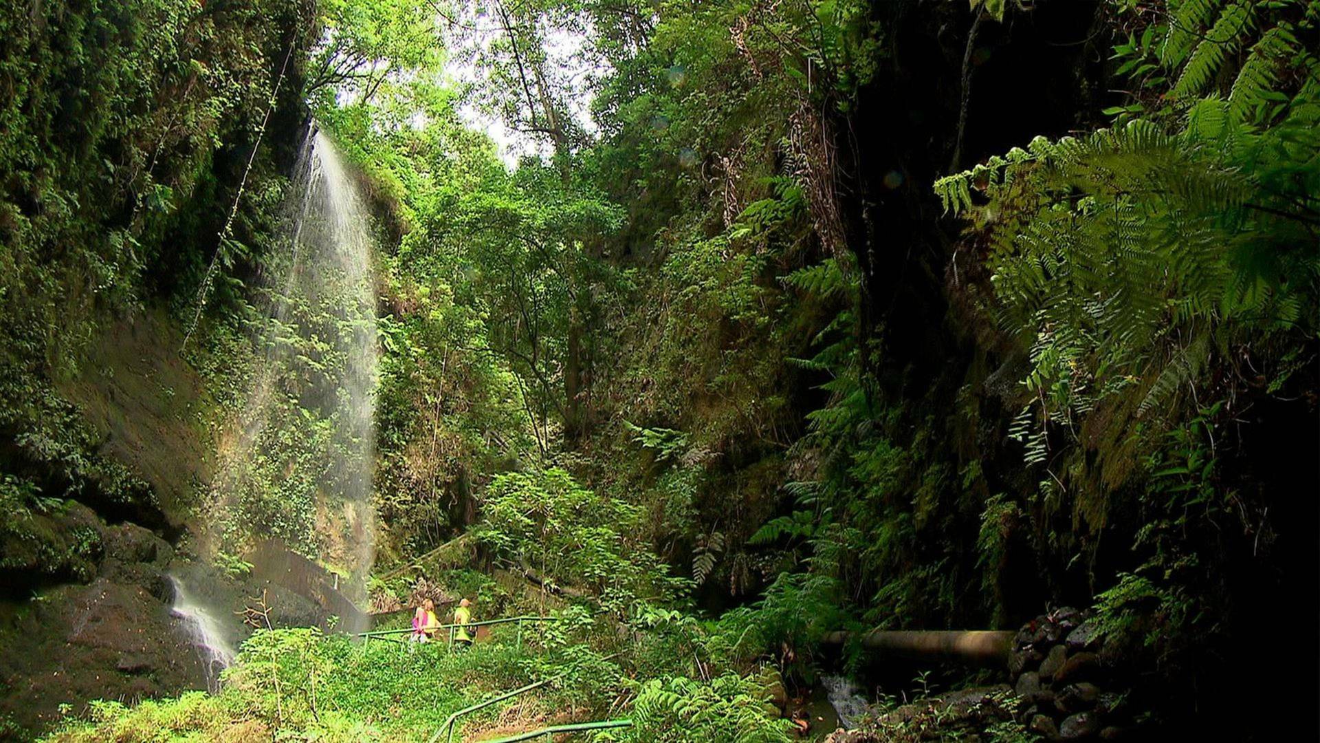 El escarabajo verde: Al borde del abismo (II)