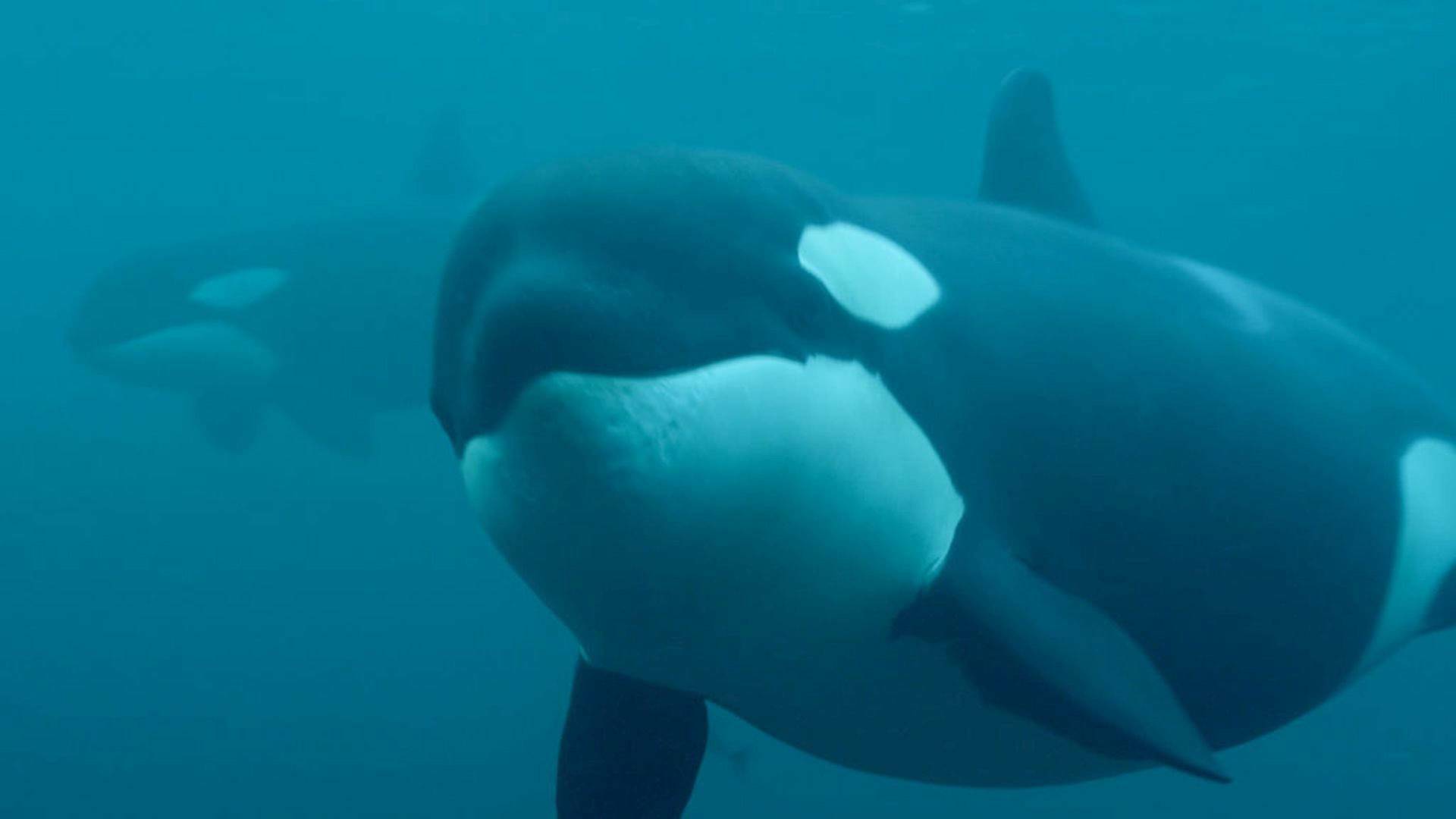 La vida secreta de las orcas