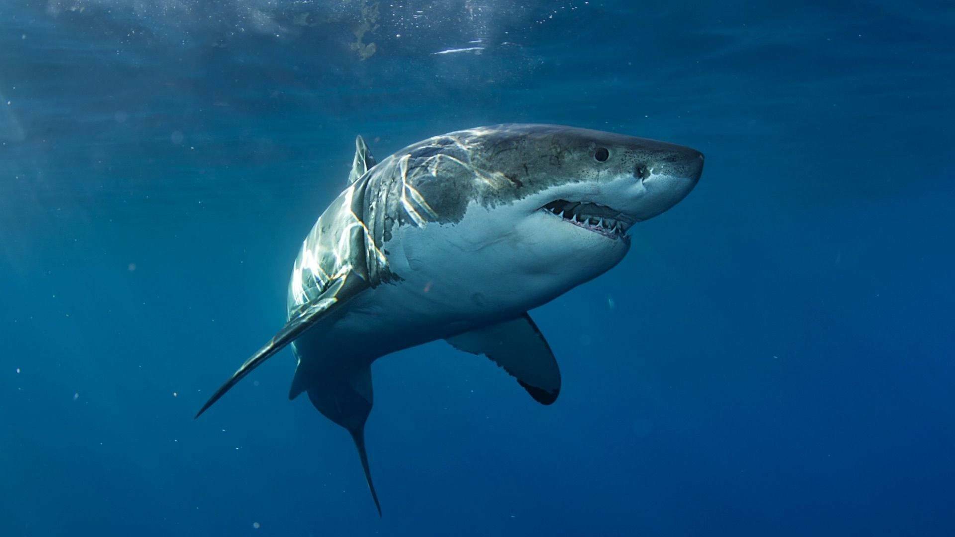 Especial: Cuando los tiburones atacan