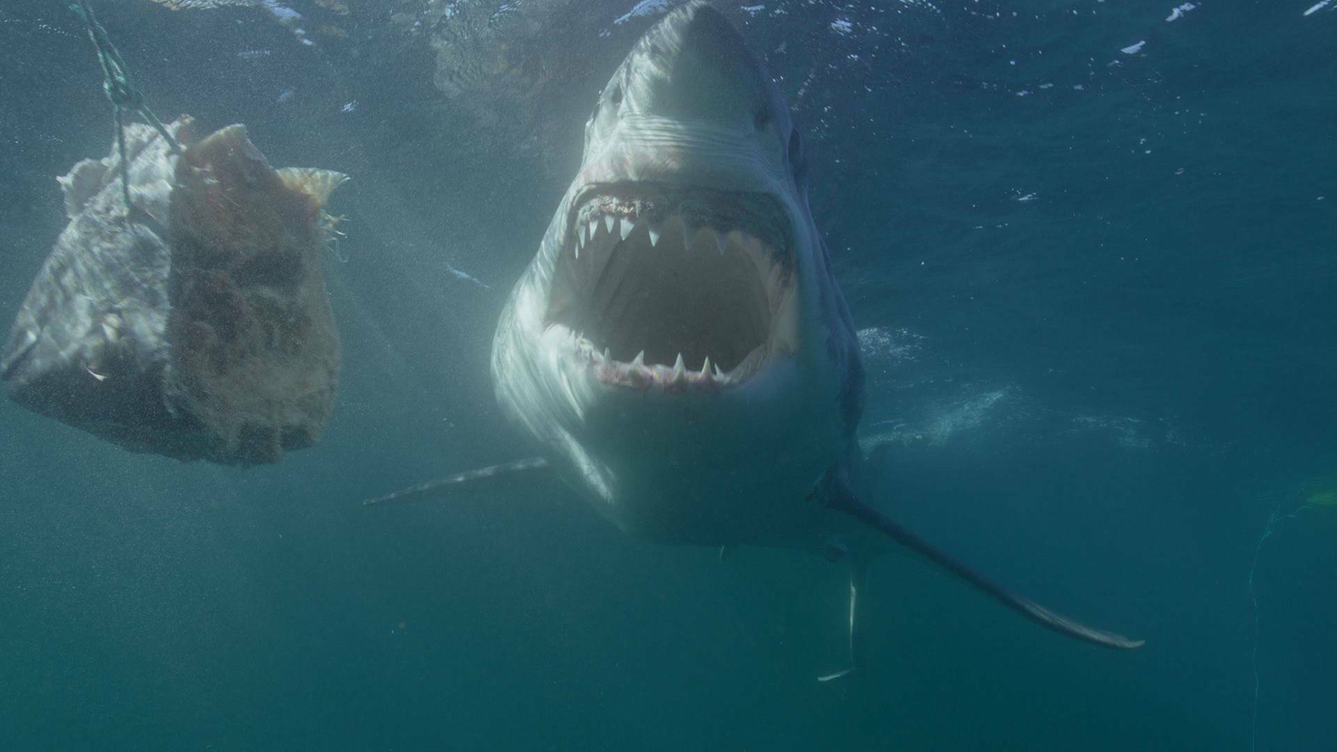 Canadá: hogar del tiburón blanco