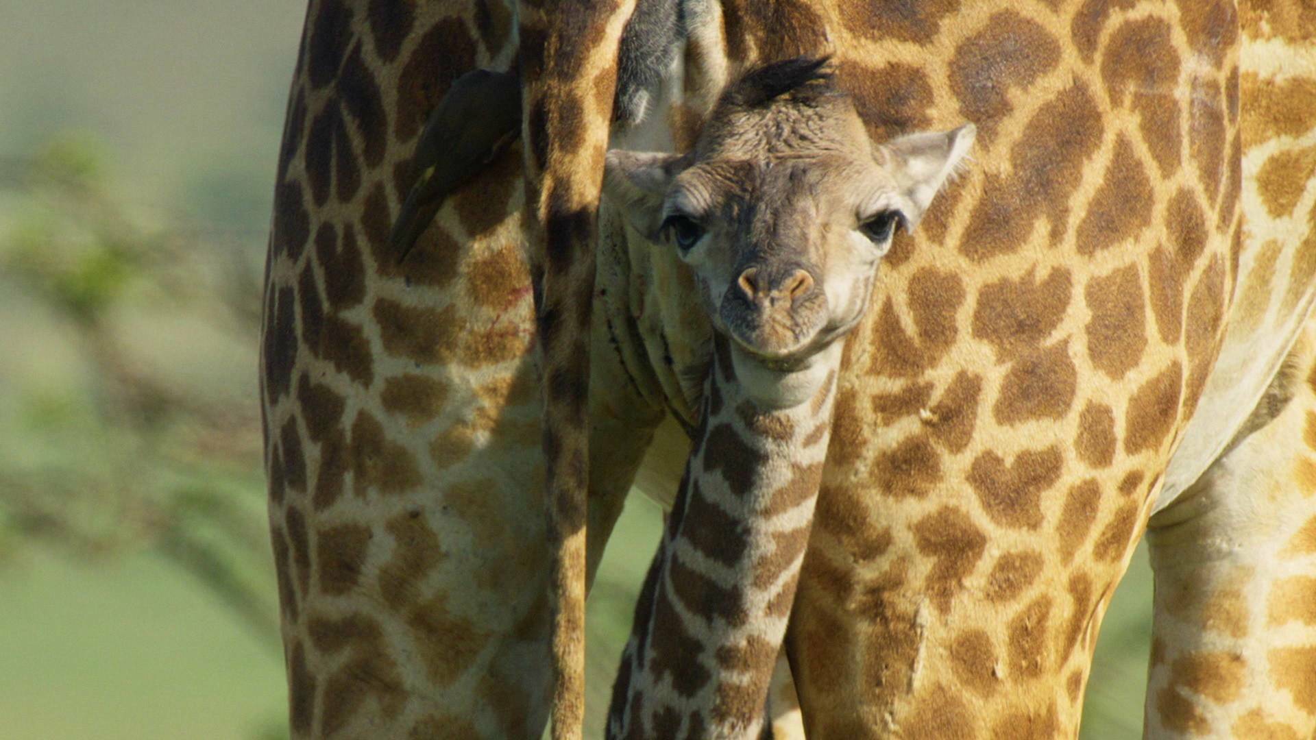 Mara: el renacer de la...: El origen