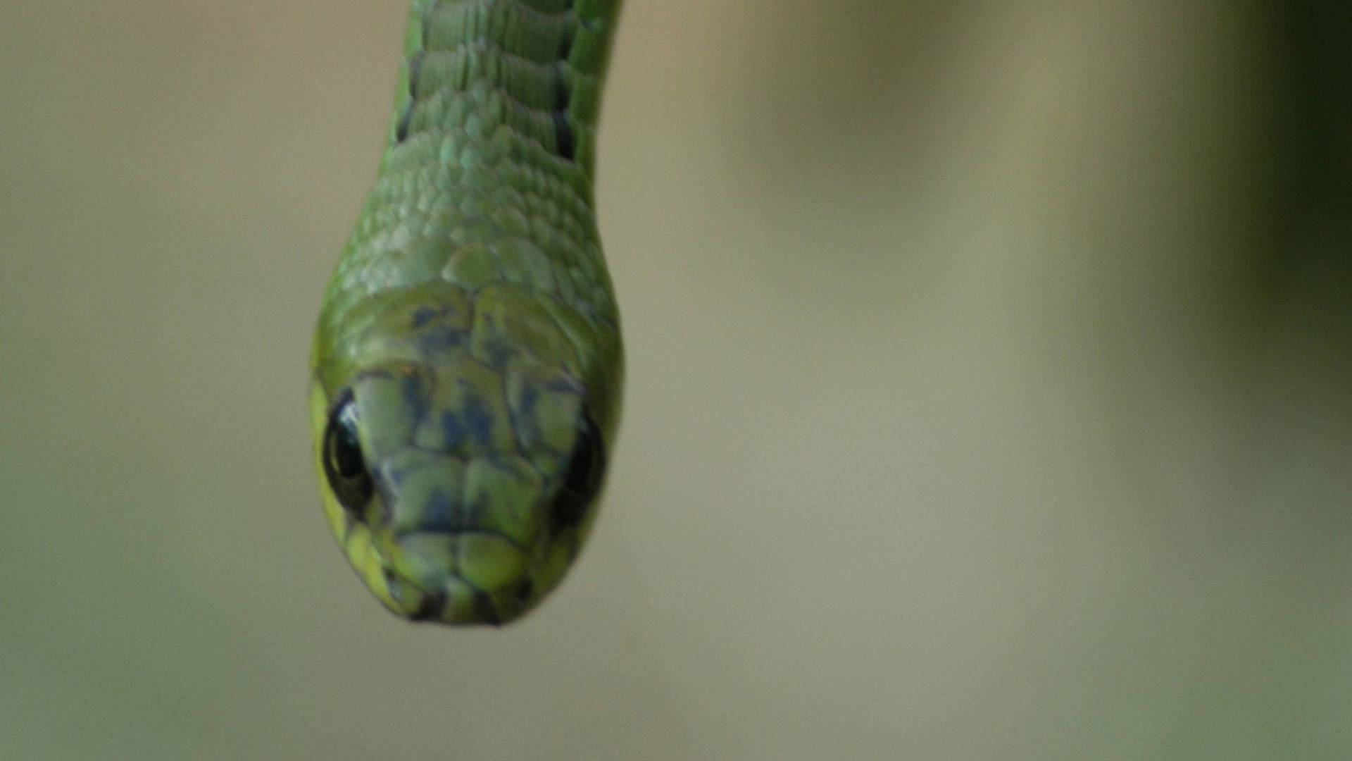 El mundo secreto de las serpientes