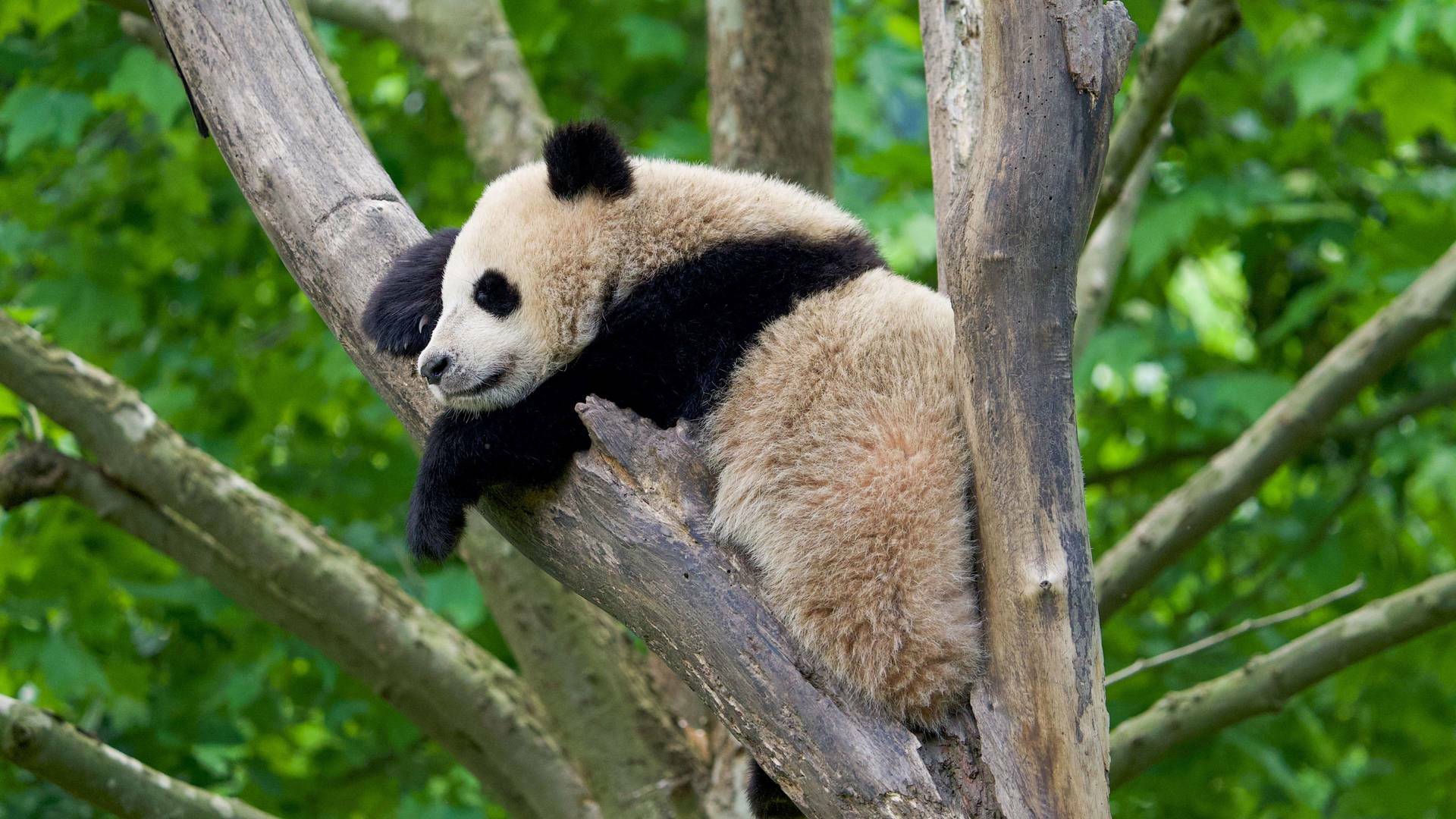 Escuela de pandas: El estilo panda