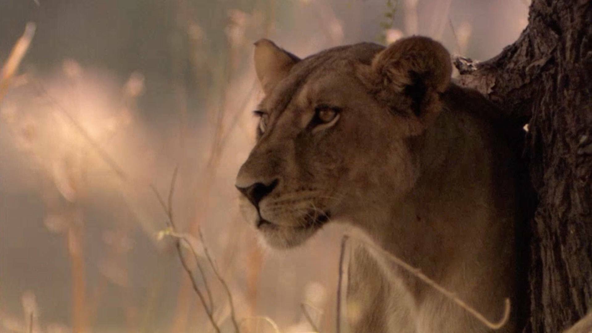 Leones: zona de guerra