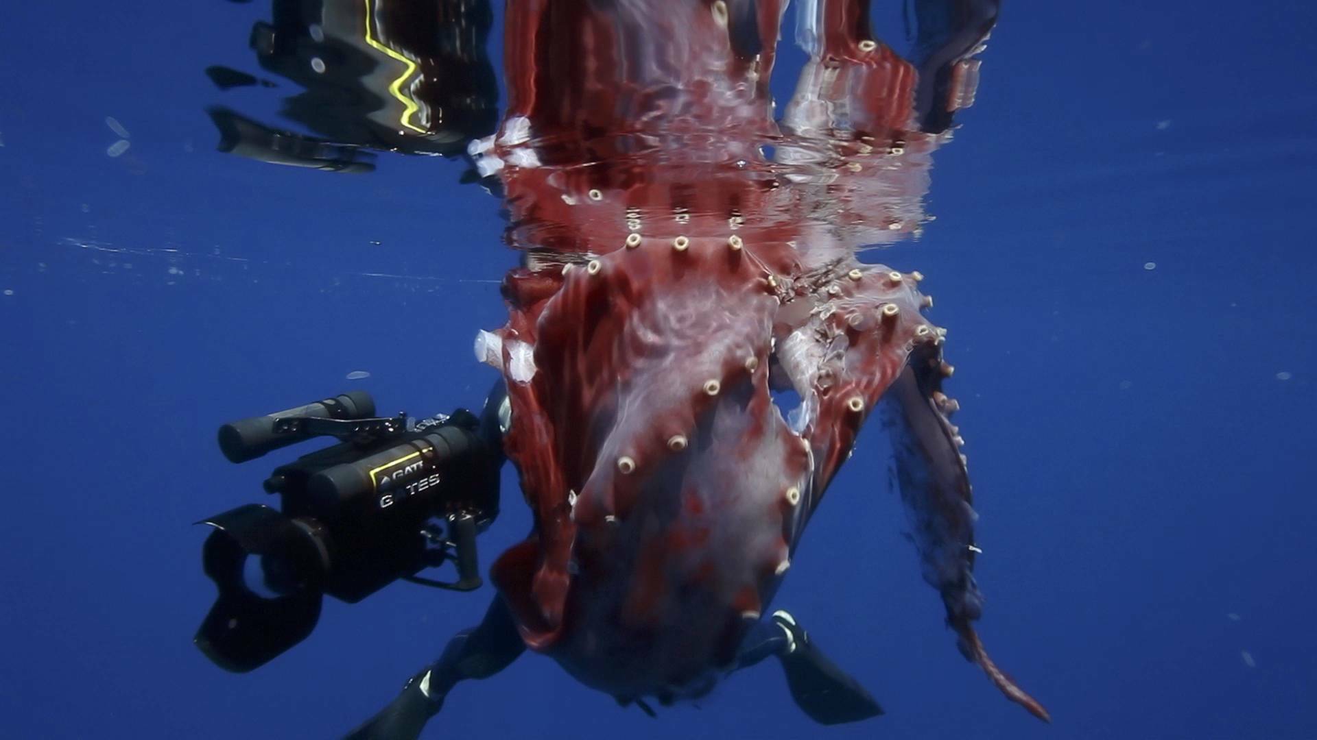 En busca del calamar gigante