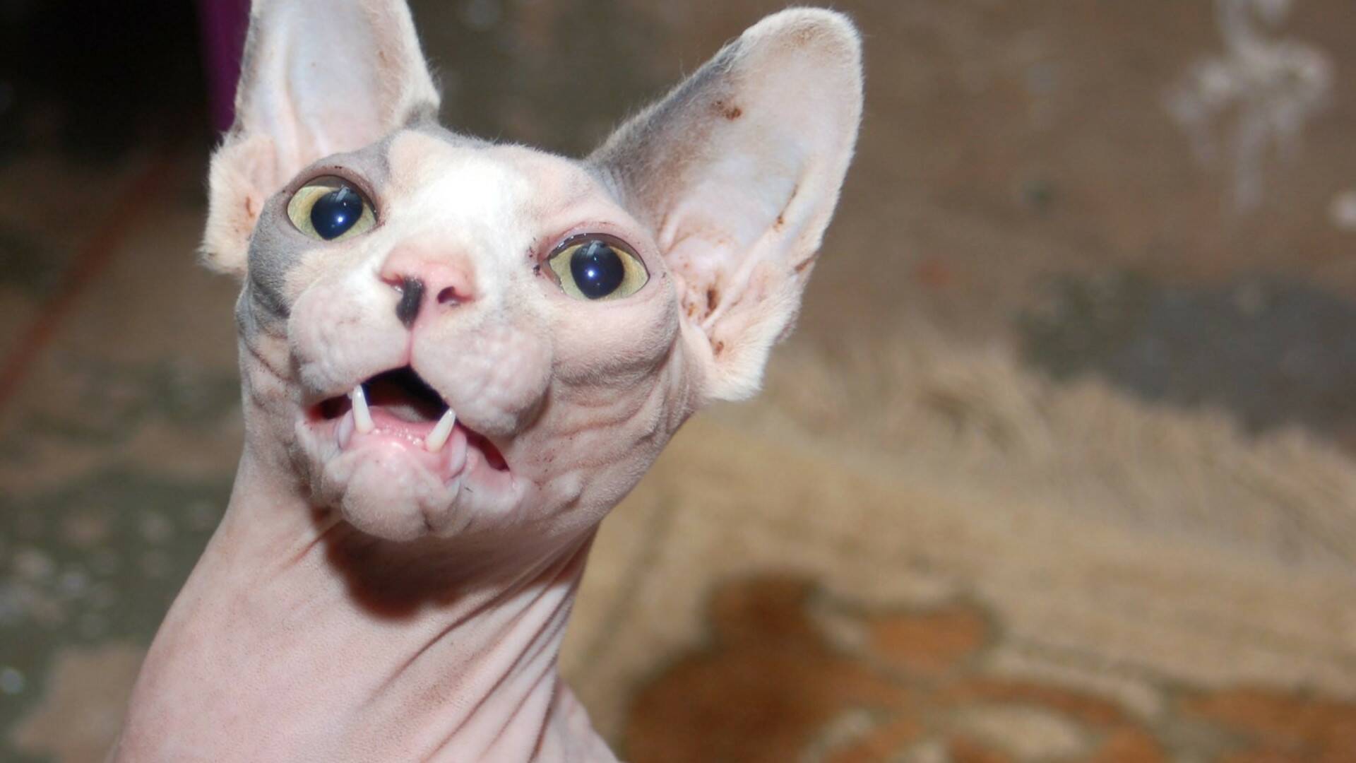 Las mascotas más raras del mundo