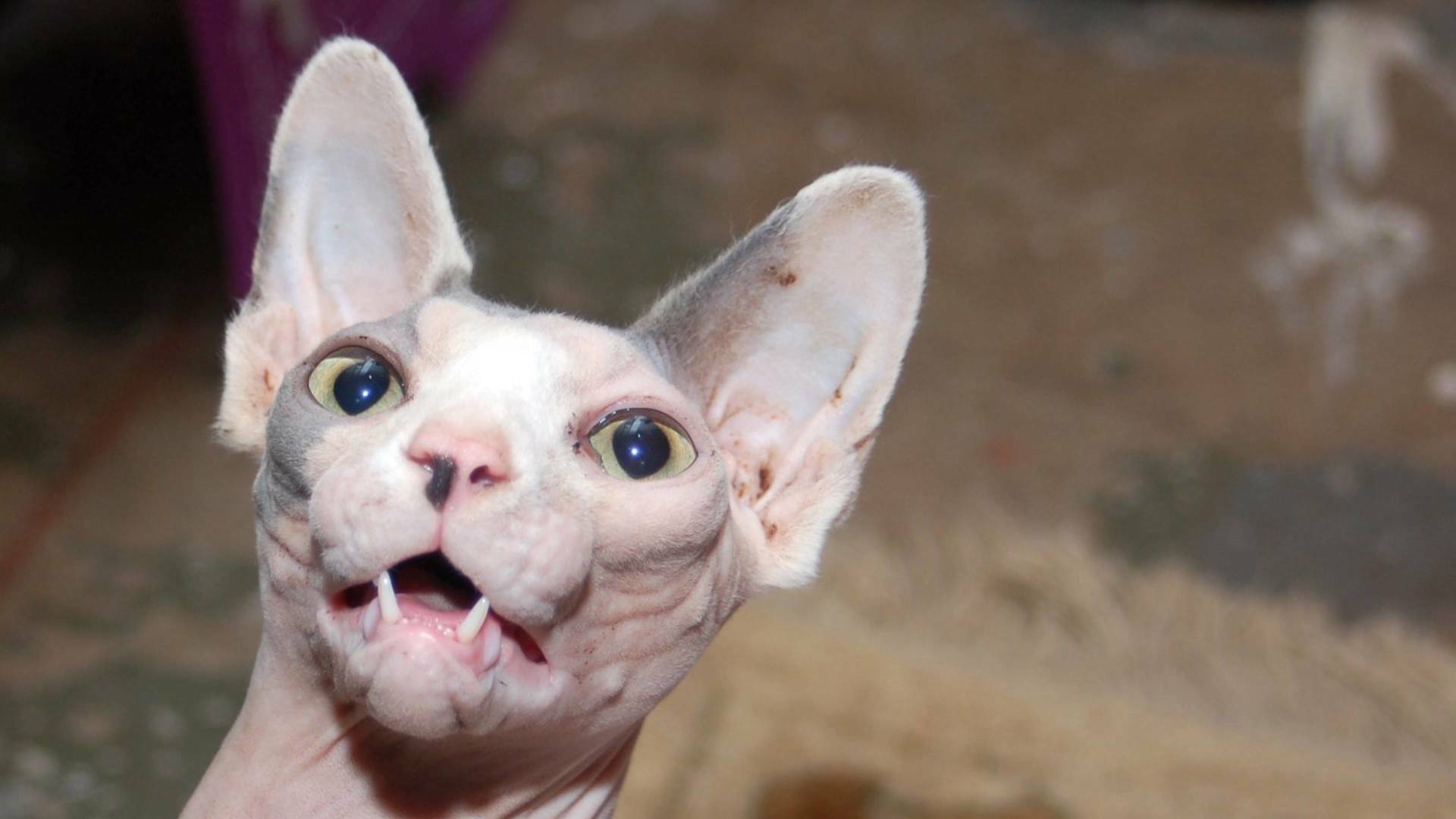 Las mascotas más raras...: Micro mascotas