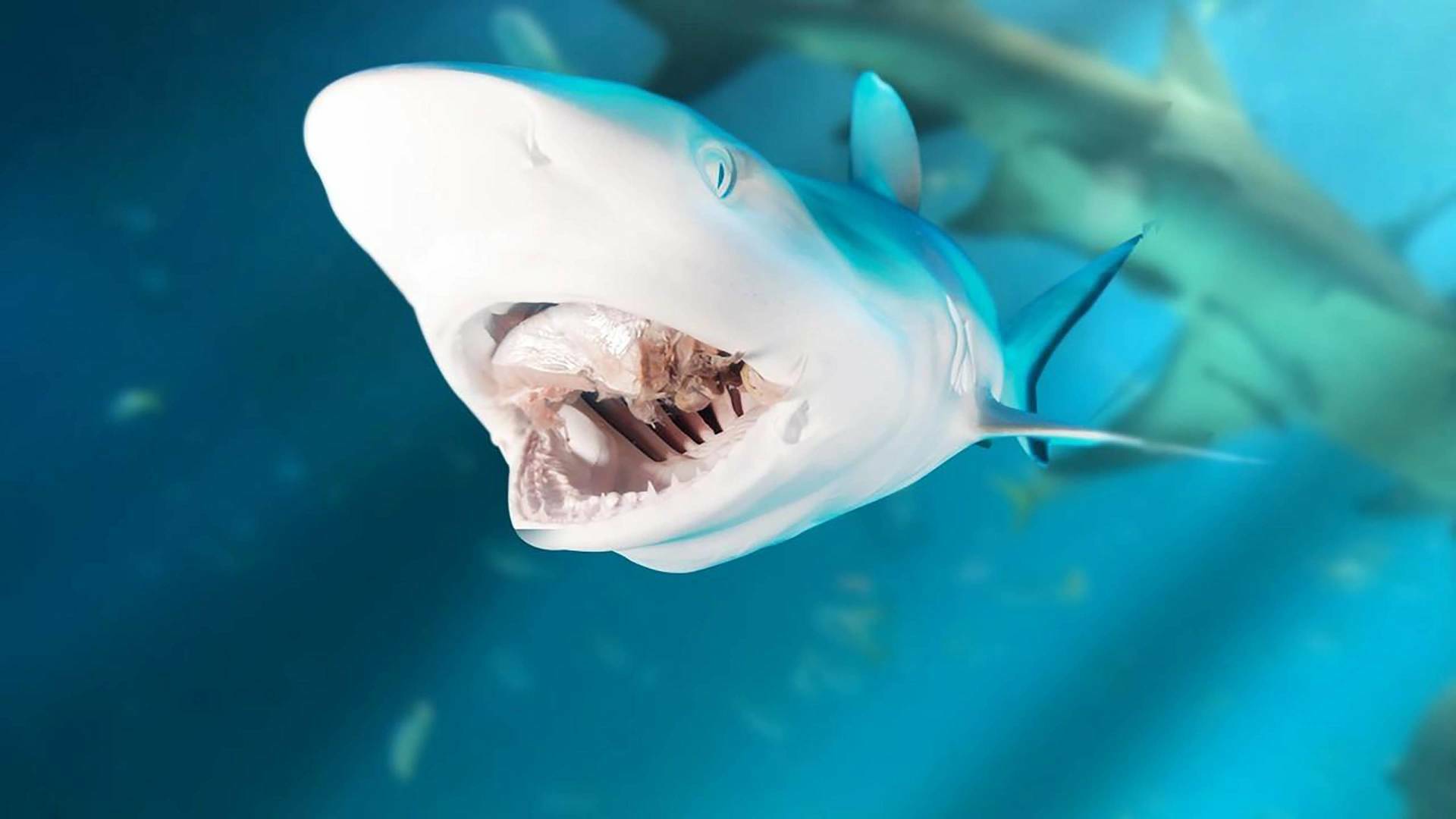 Zona de peligro: tiburones