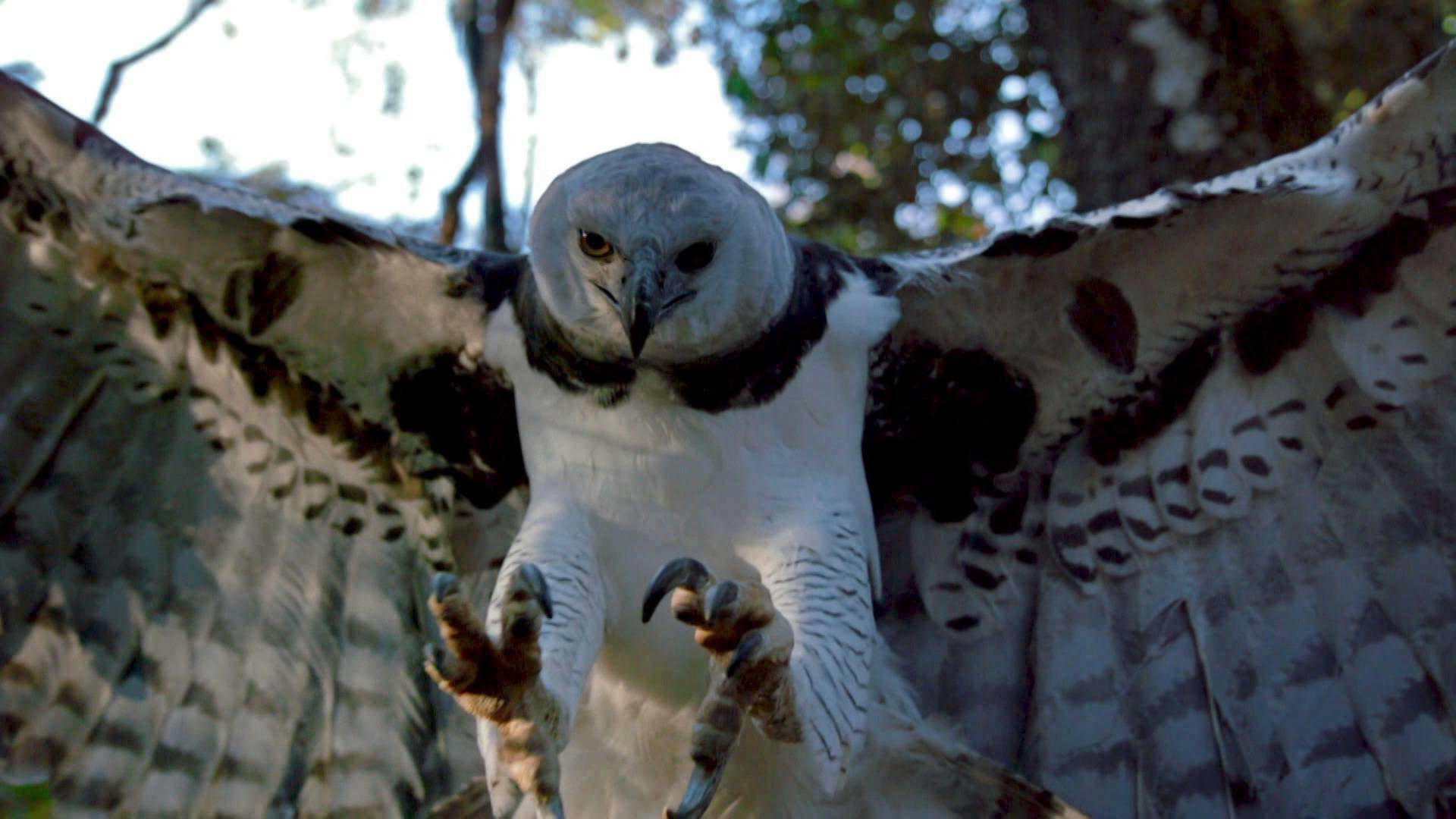 Wild Europa: Aguas llenas de vida