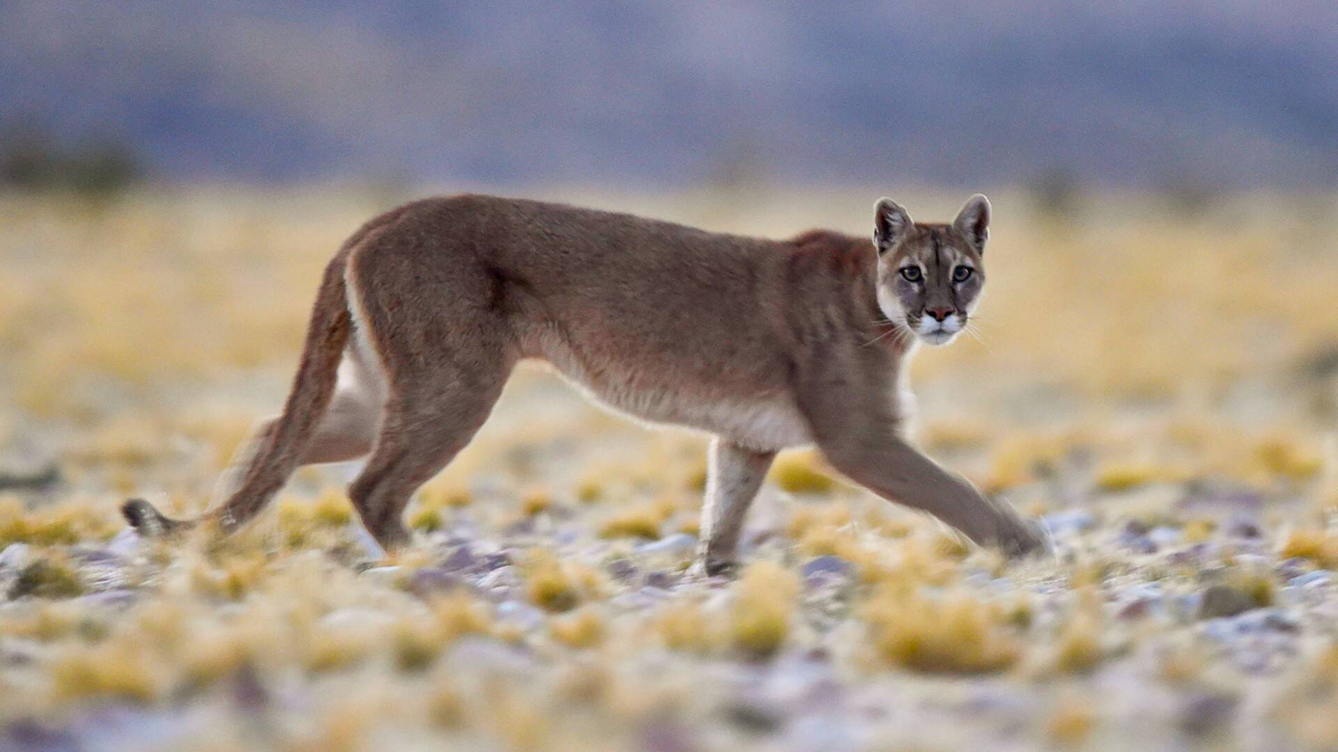 Wild Argentina