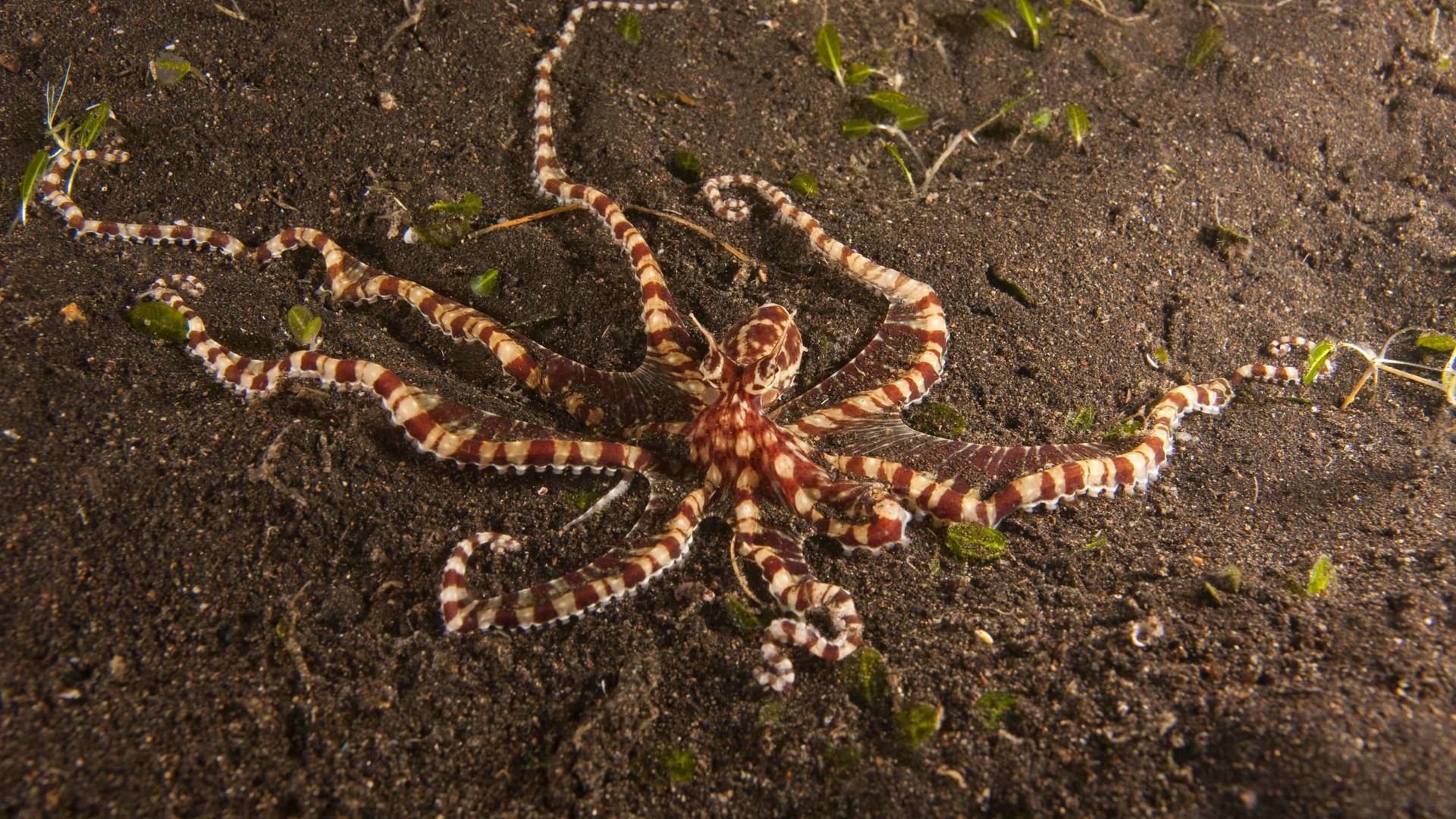 Los secretos naturales...: Vida en el monzón