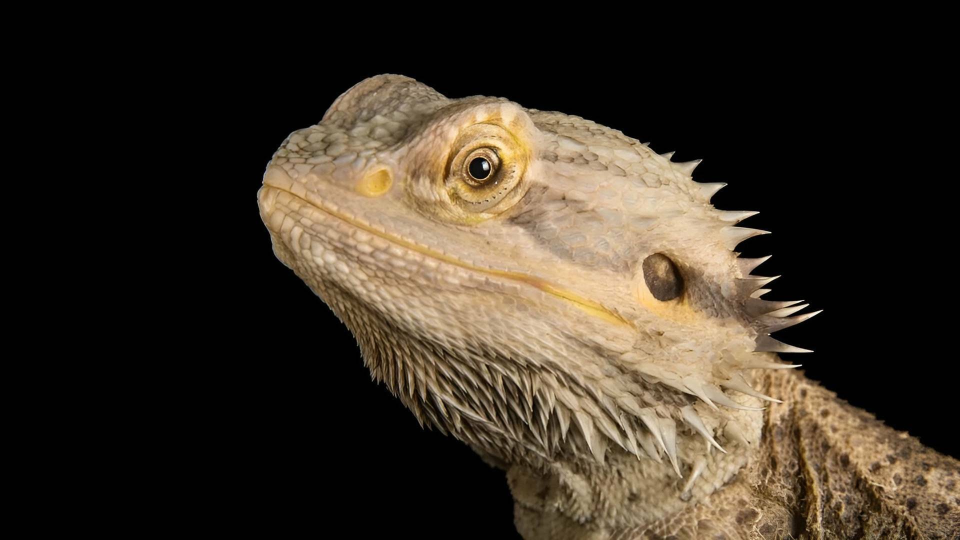 Dragones de Komodo al descubierto