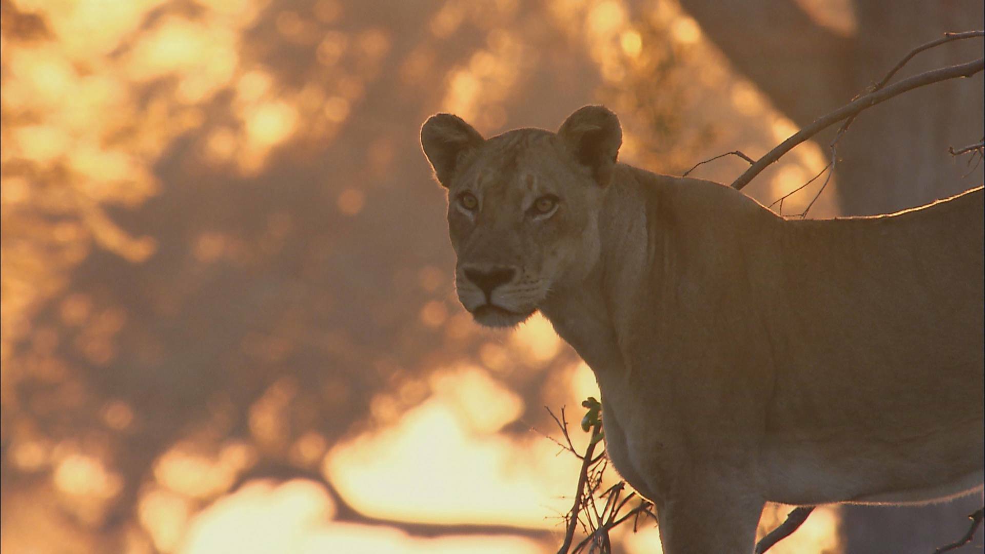 Especial animales letales de África: Contienda en la orilla