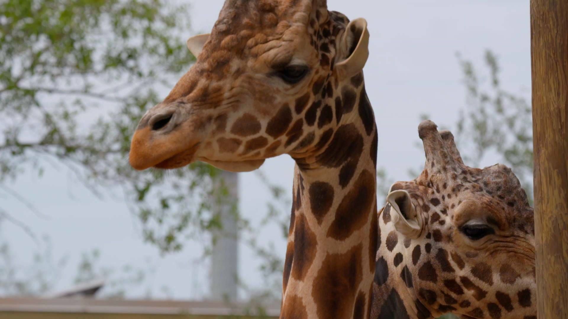 Los secretos del zoo: Tampa: El lado salvaje