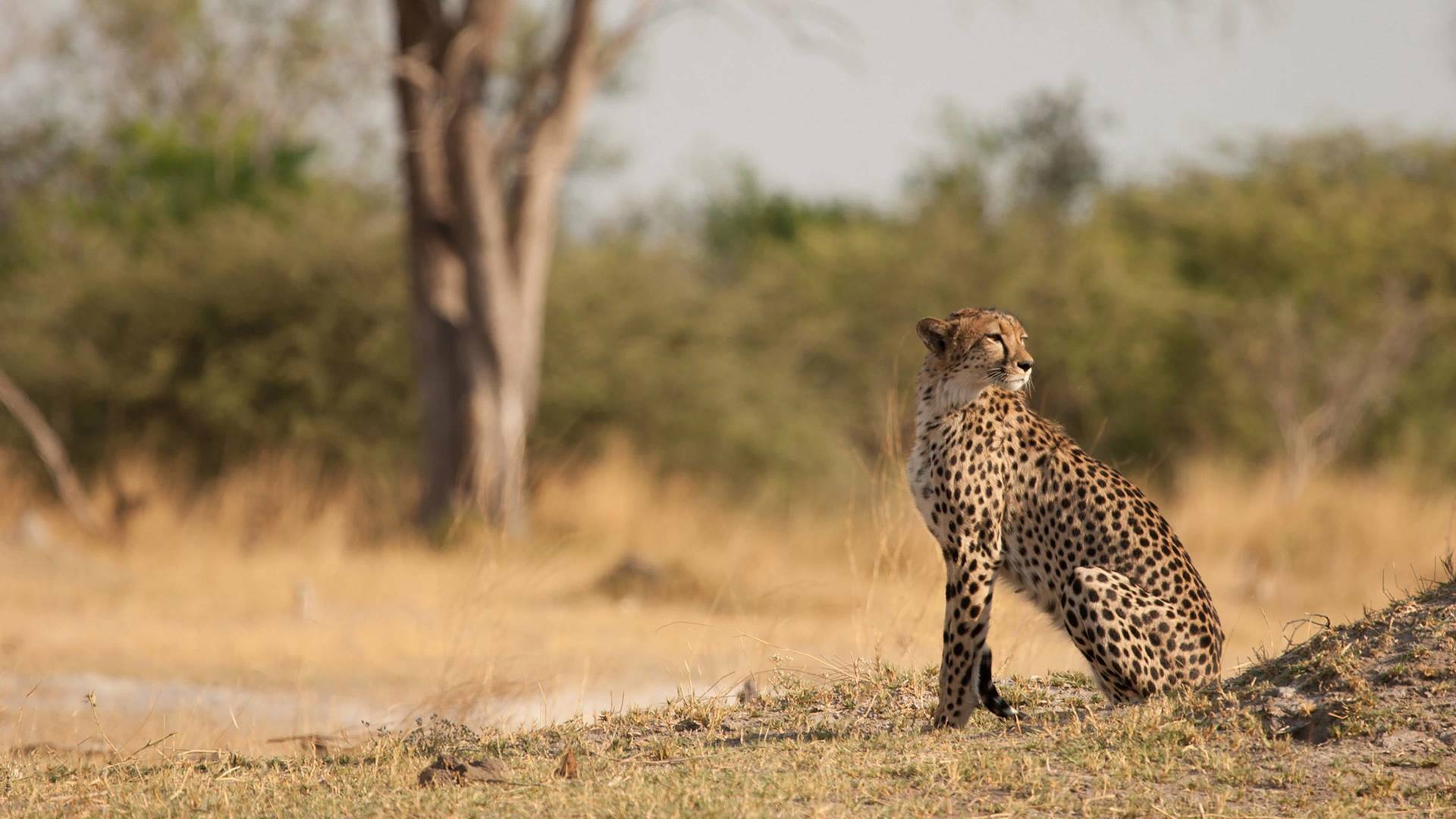 Safari letal: Grandes felinos vs. presas