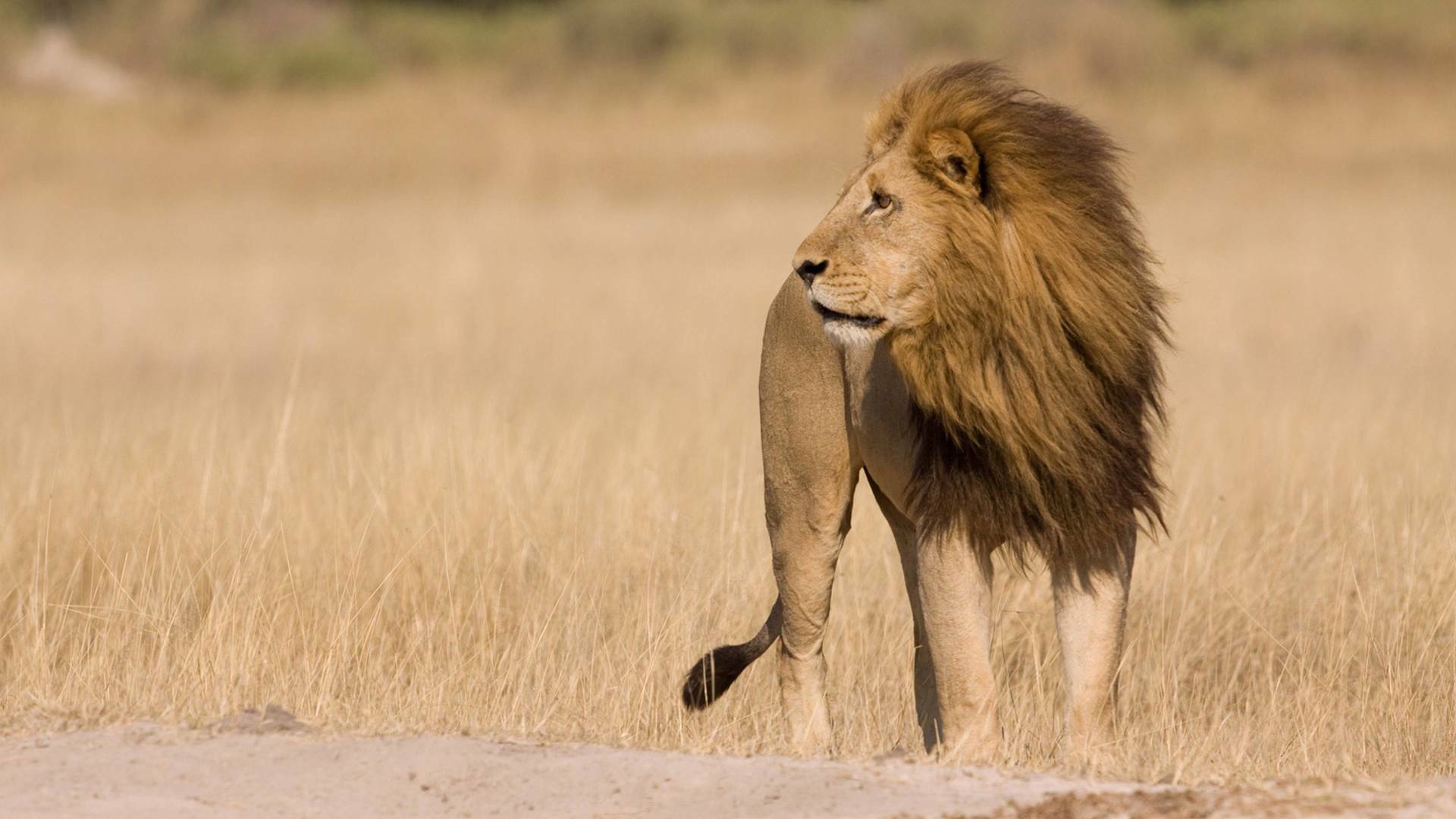 Safari letal: Batallas entre grandes felinos
