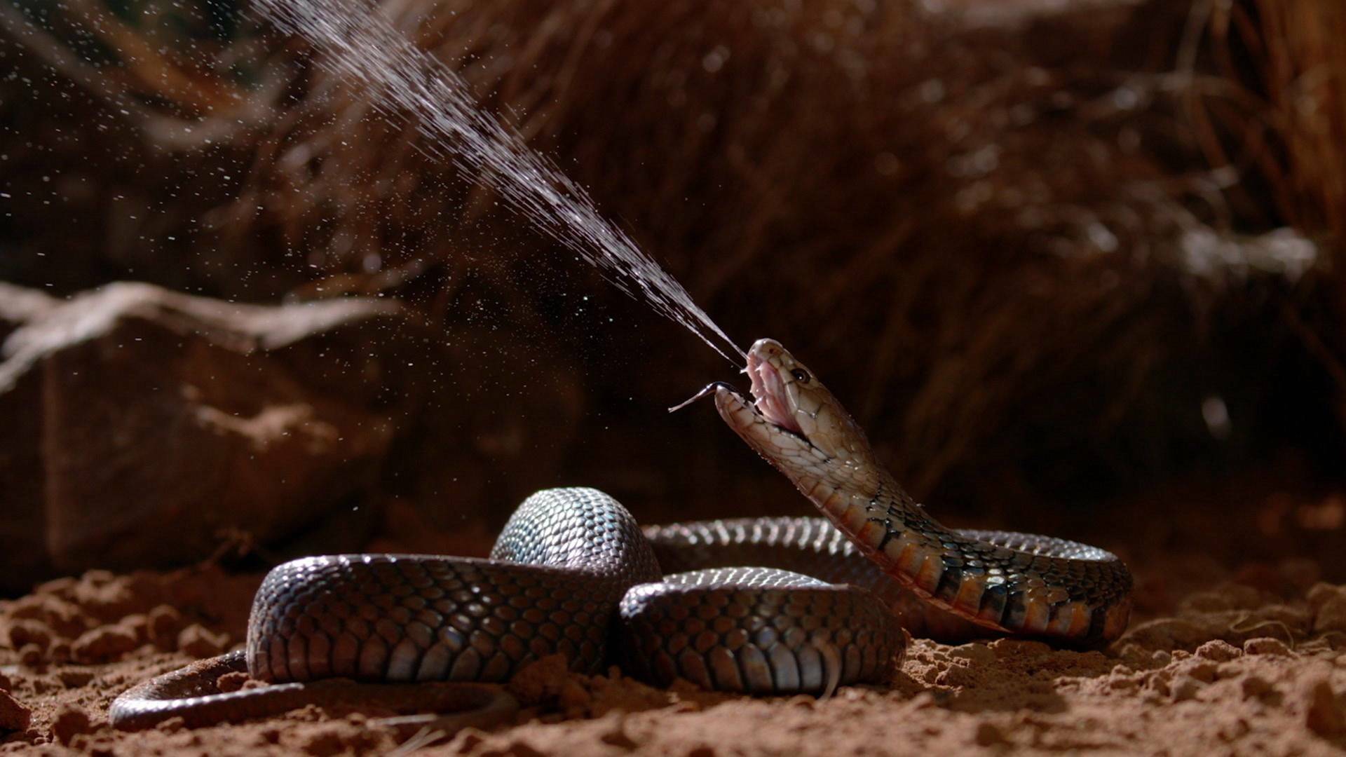 Serpientes: anatomía del veneno