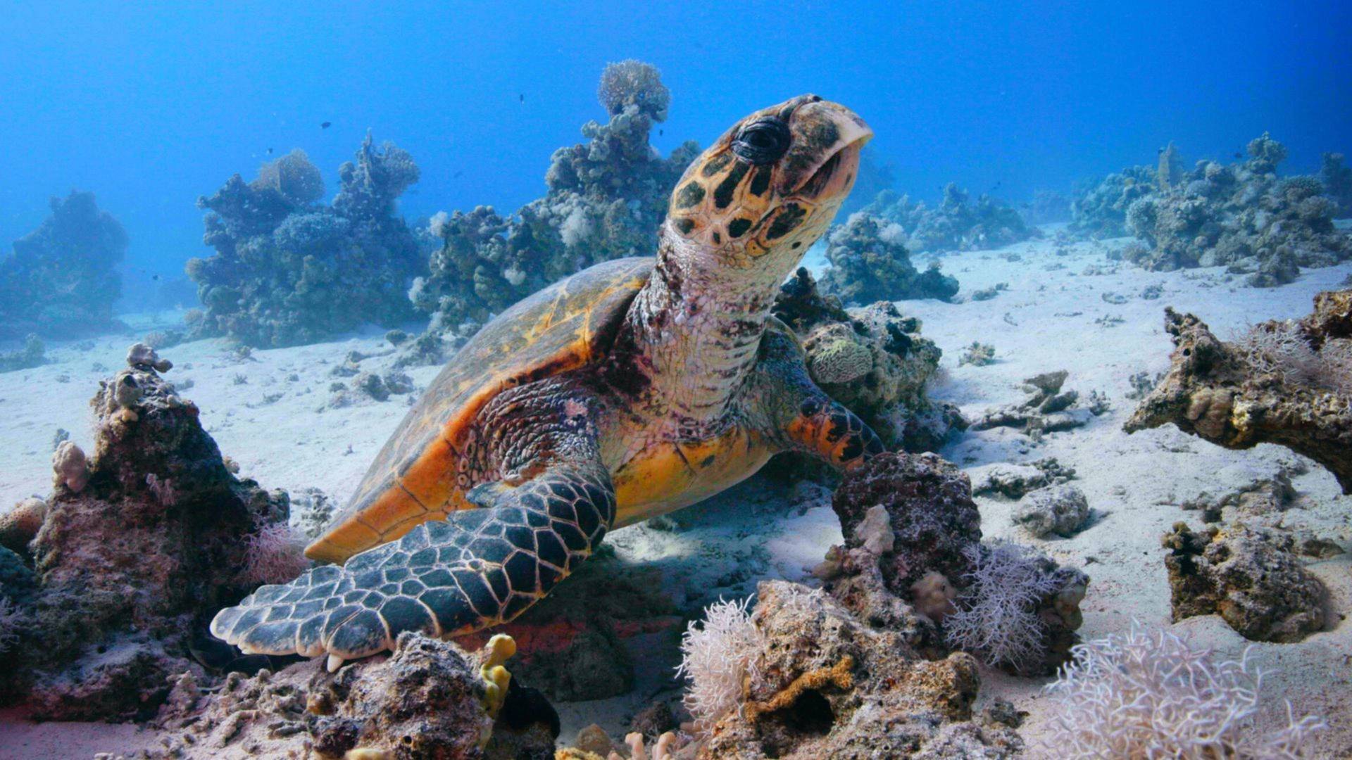 El Mar rojo: un jardín en evolución