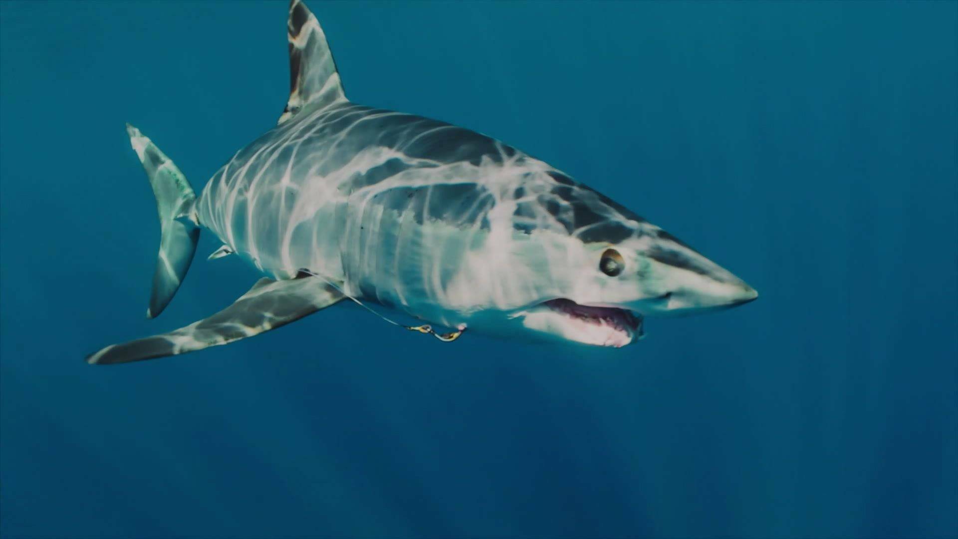 El tiburón mako más grande del mundo