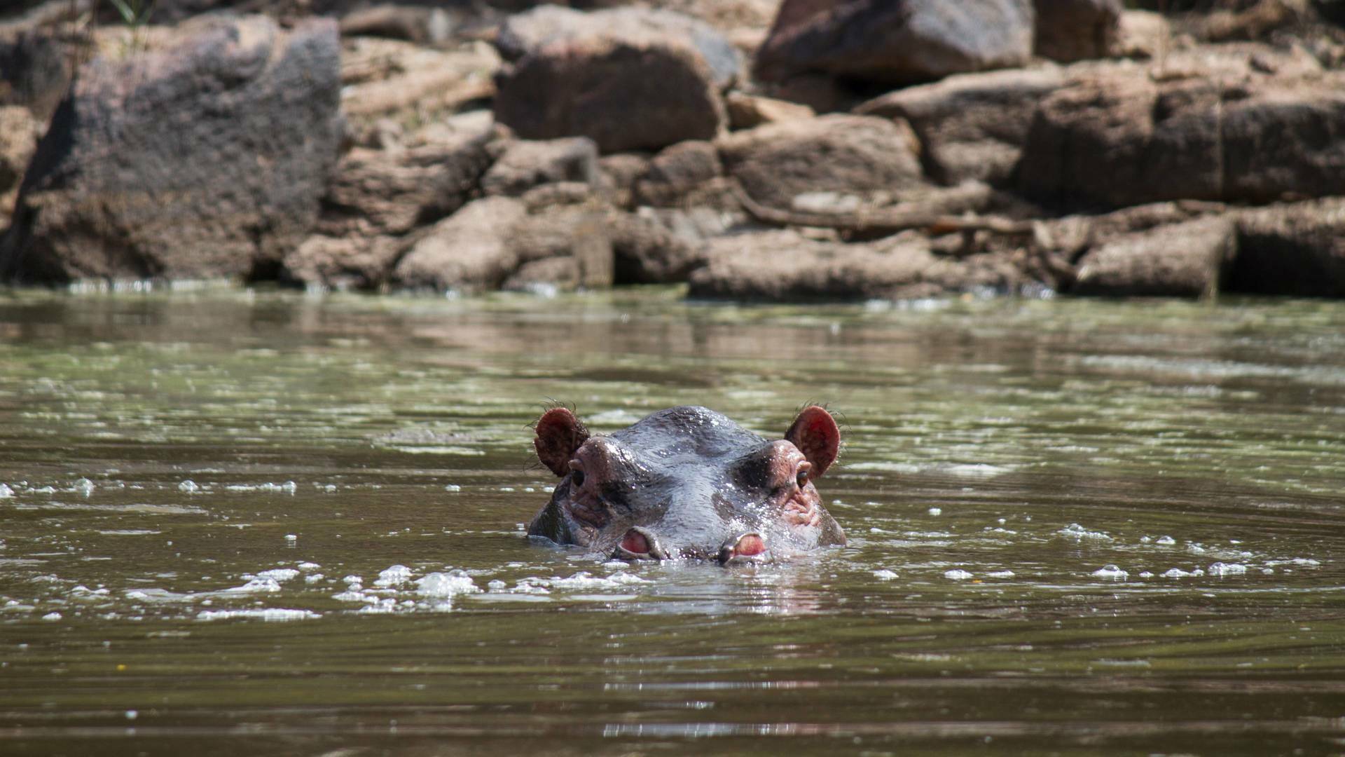 Boteti: el río de...: Muerte en el polvo