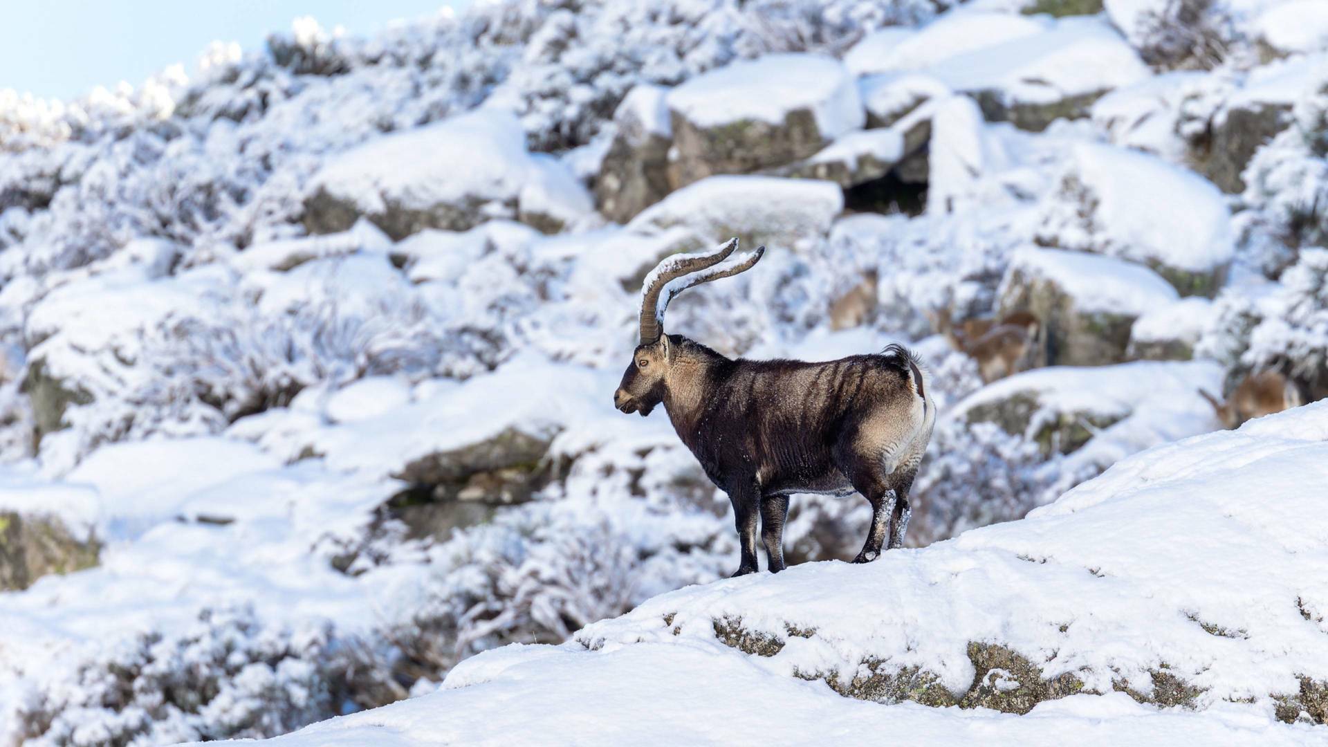 Las cumbres de Europa: Gredos, rey de las montañas