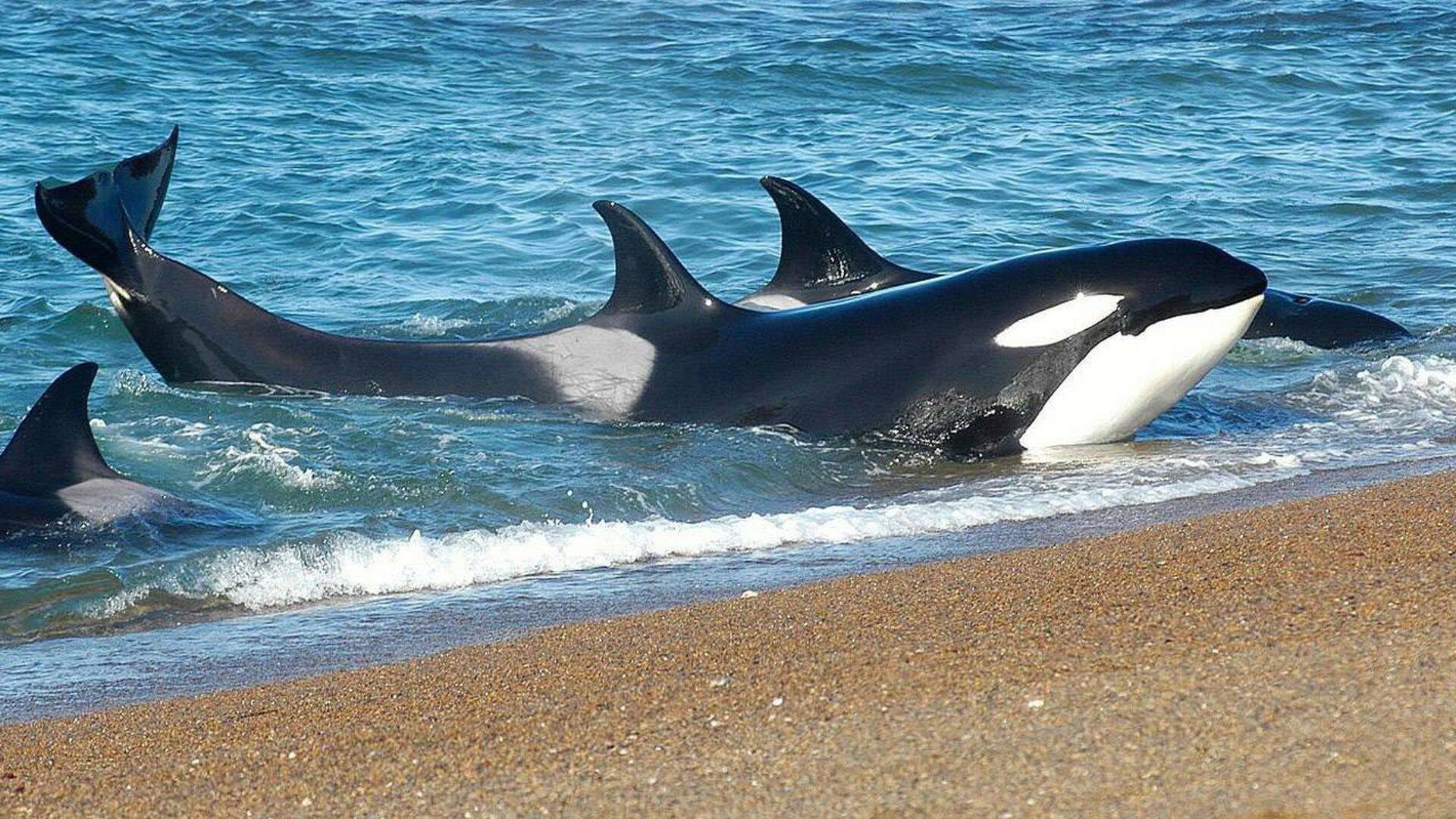 Vida animal: Escuela de orcas asesinas