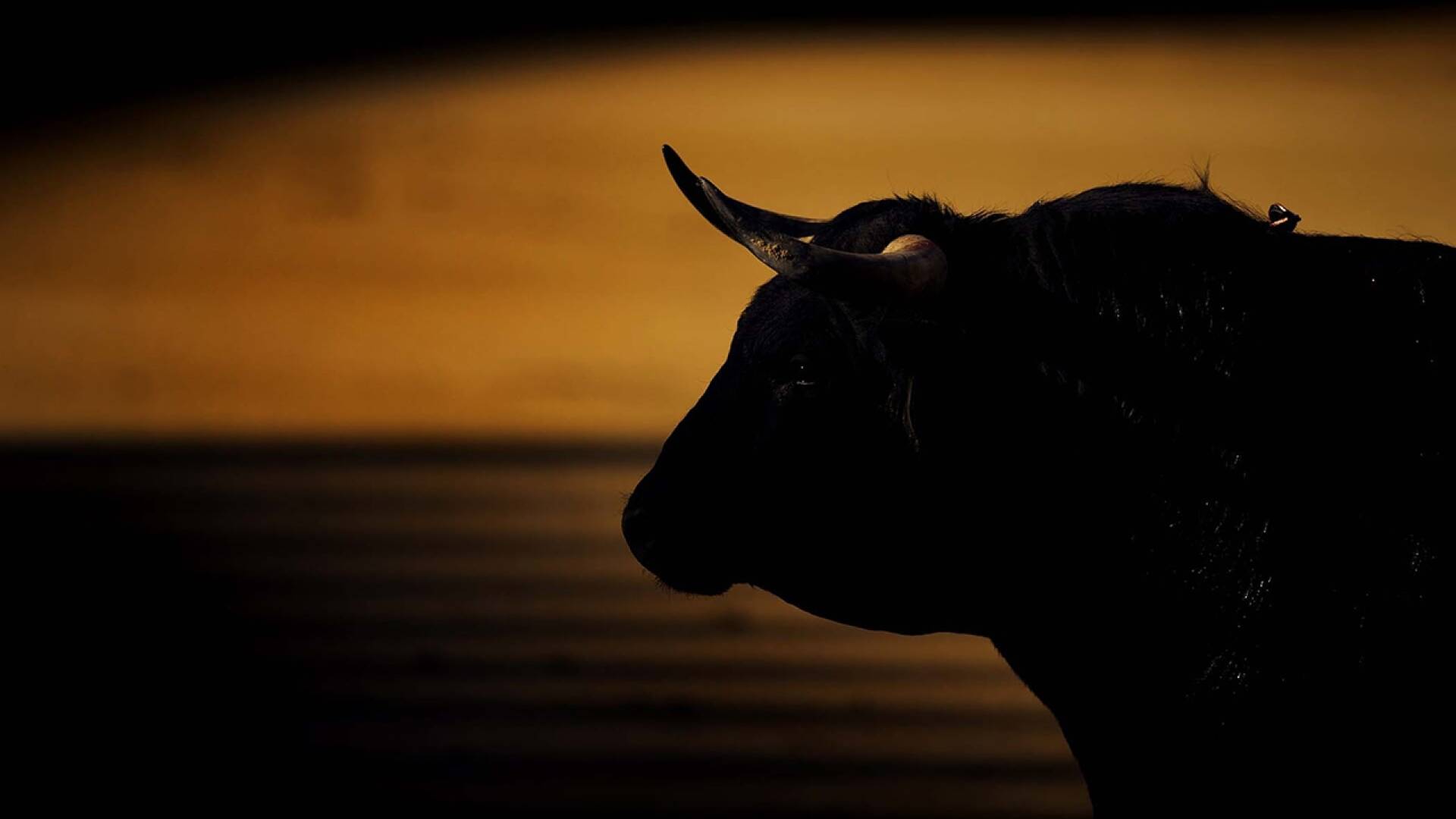 San Fermín en... (T2025): Despedida de la comparsa de gigantes y cabezudos