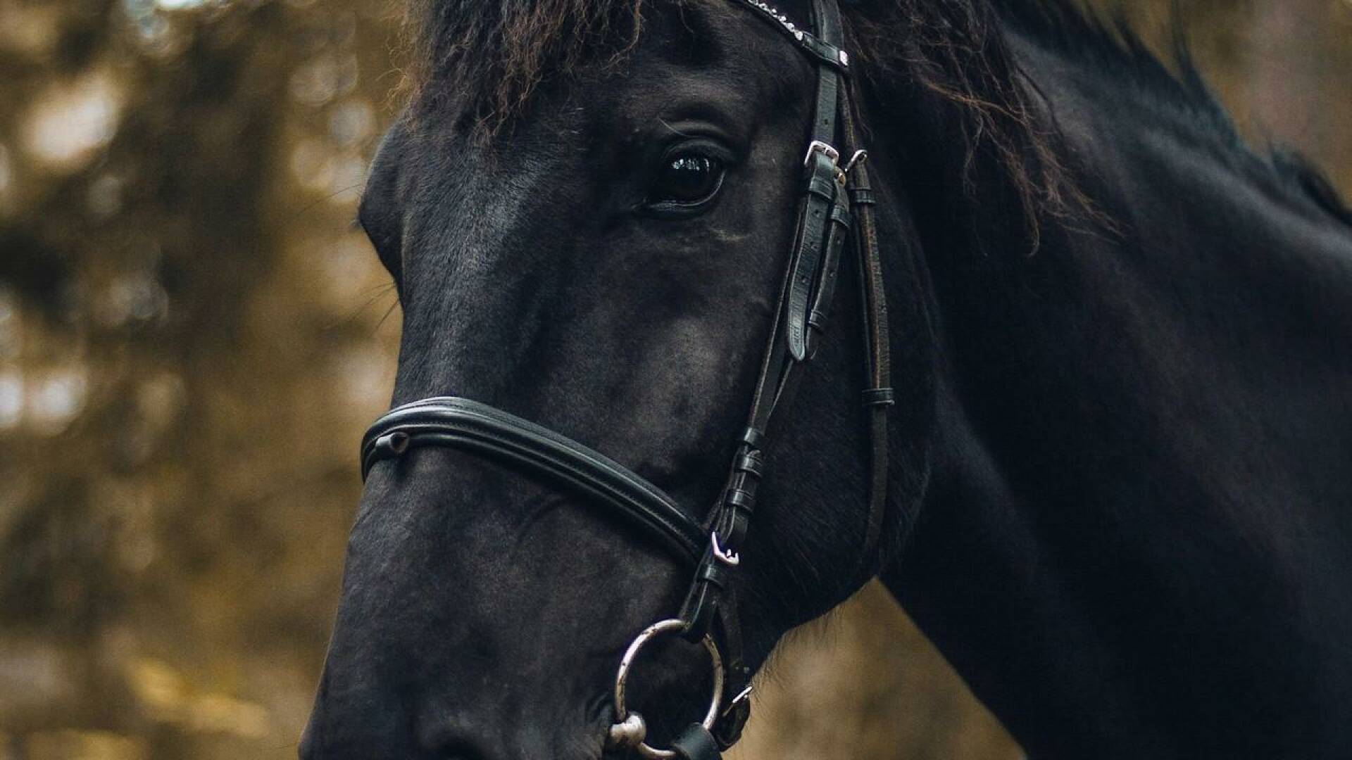 Ride FEI Originals (2)