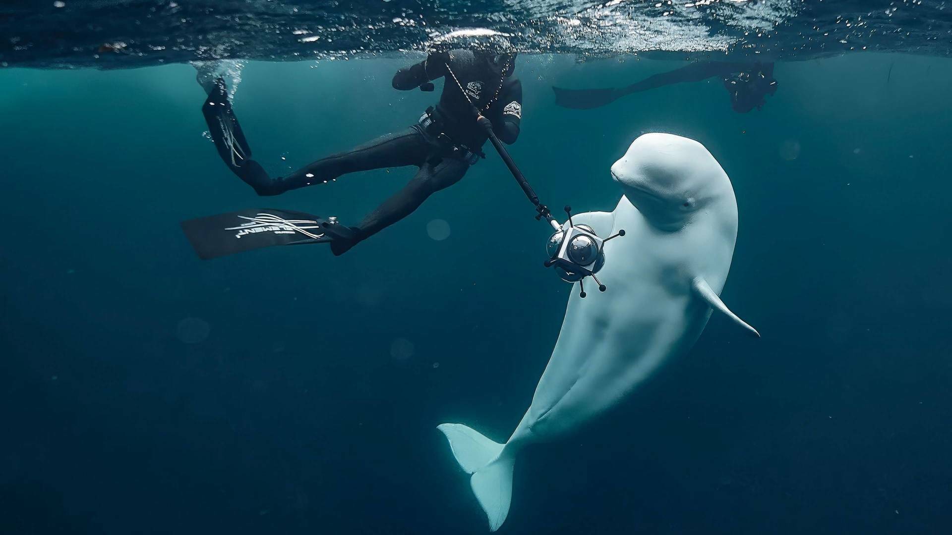 Sense ficció: Hvaldimir: La veritable història de la balena espia