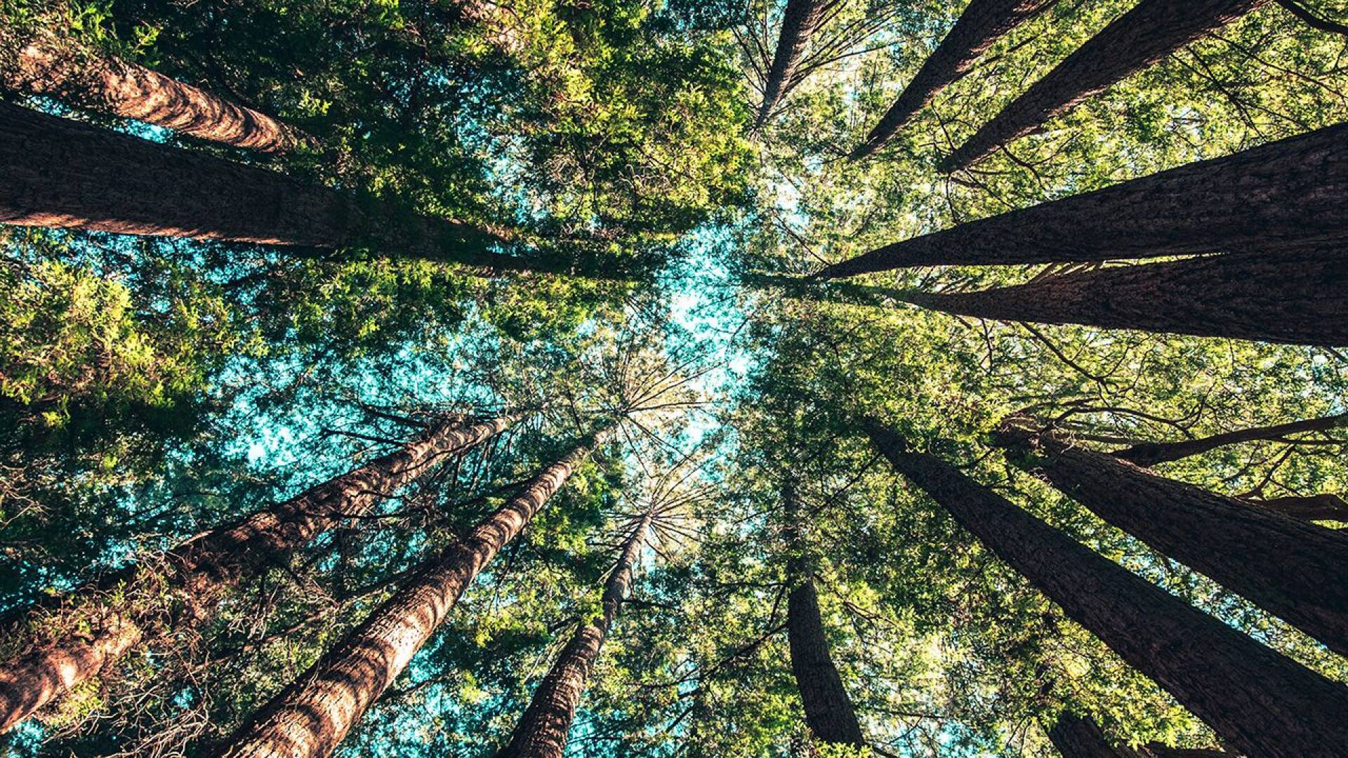 Idjanga, la forêt aux gorilles