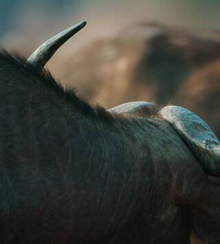 Cazadores de África: La confrontación entre los búfalos