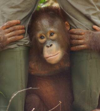 Escuela de orangutanes: El camino hacia la recuperación