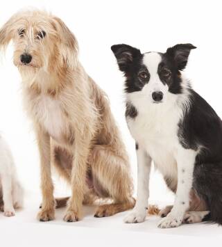La verdad sobre los perros