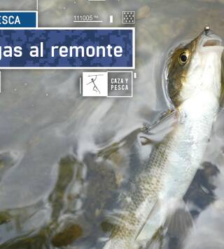 Bogas al remonte