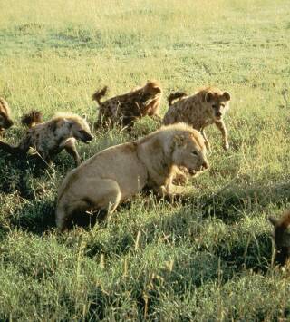 Eternos rivales: hienas y leones