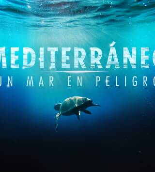 Mediterráneo: un mar en peligro