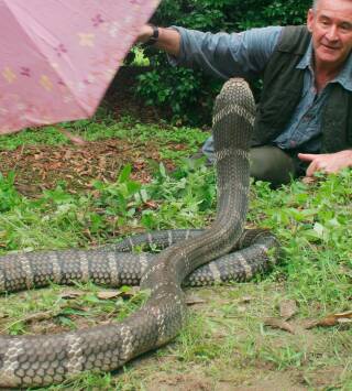 Las serpientes más...: Costa Rica